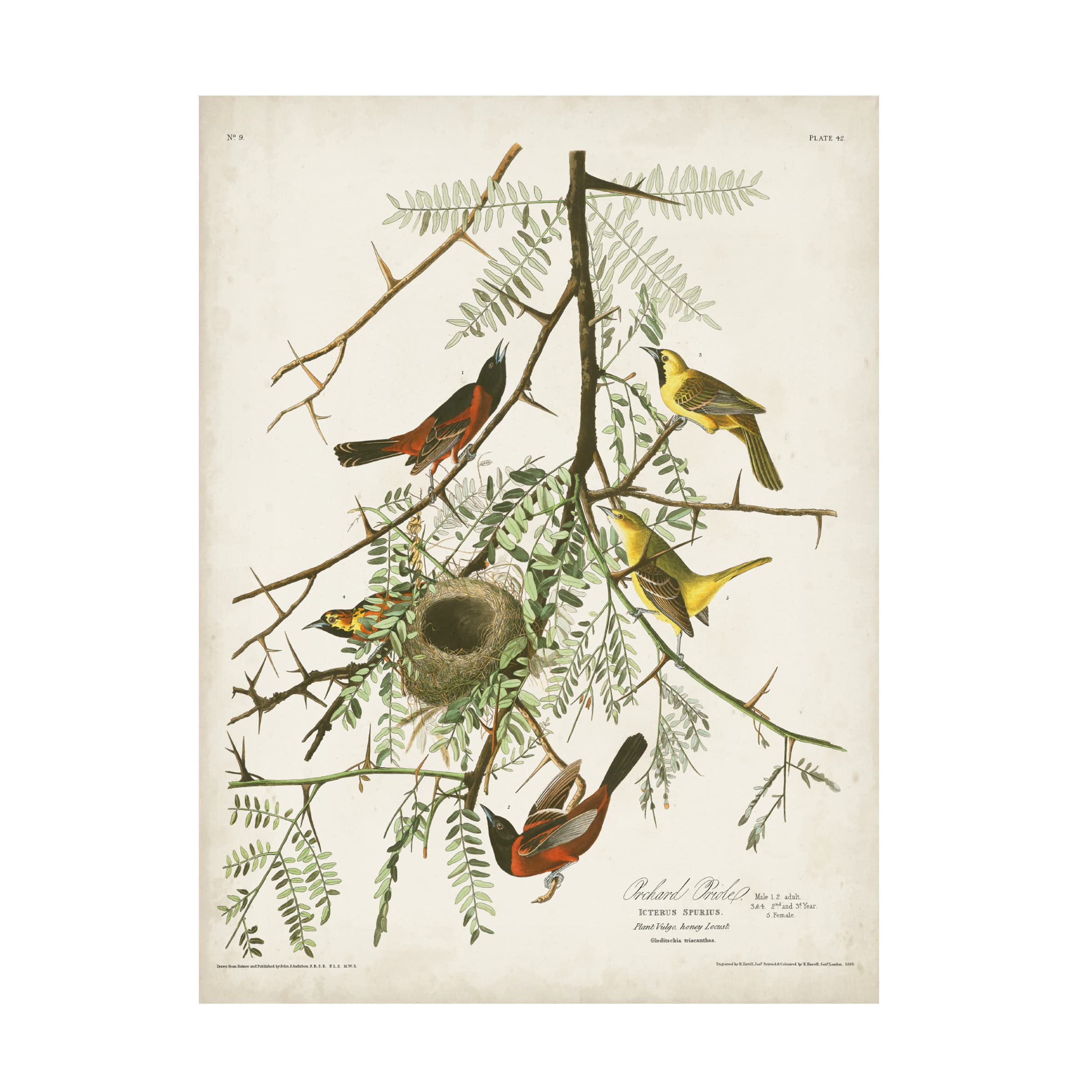 John James Audubon 'Orchard Oriole' Fine Art Canvas Print - 35x47 Inch Wall Decor for Living Room, Bedroom & Office