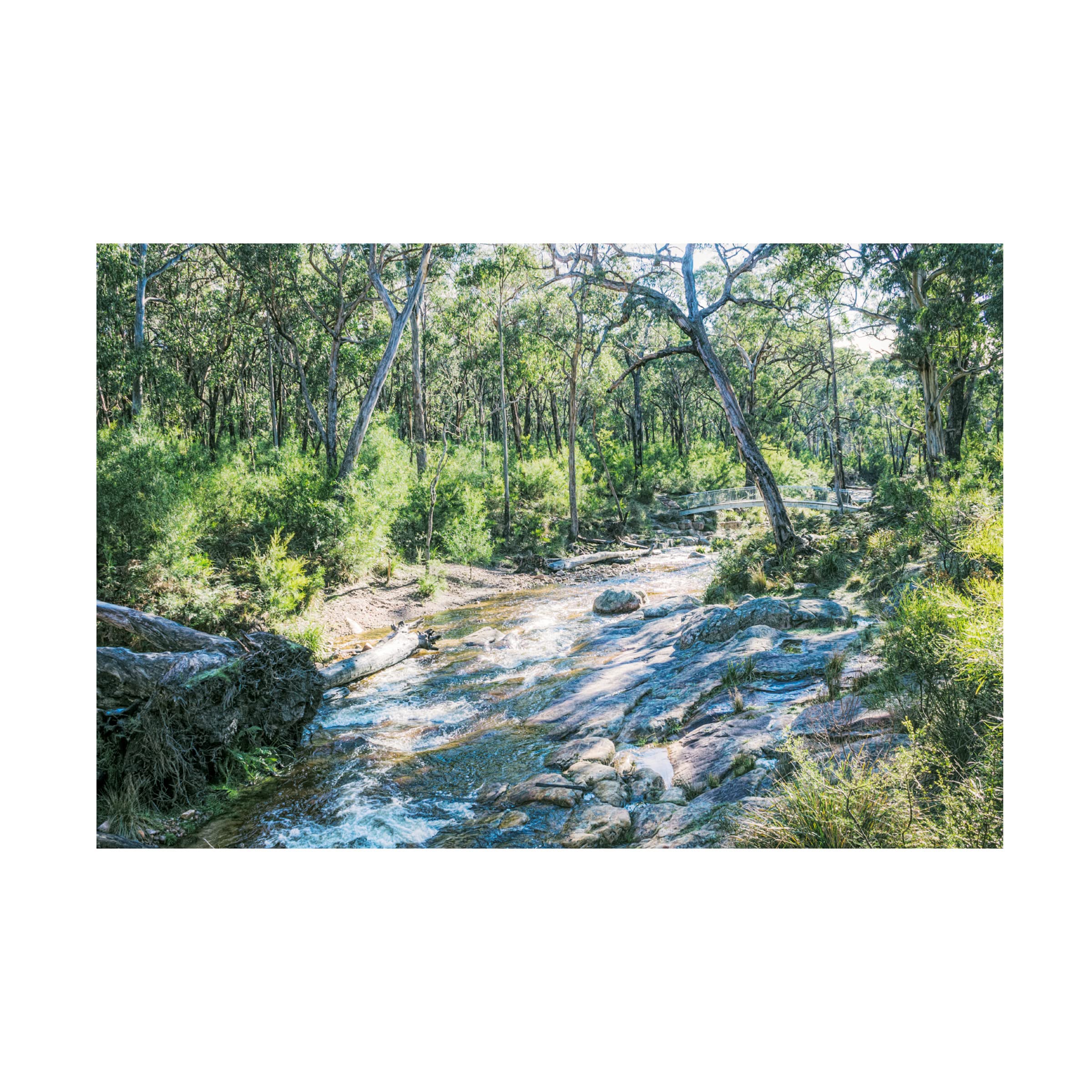 Jacob Daffy Watercolor Canvas Art Print - Handmade Wall Decor for Living Room, Bedroom & Office | Trademark Fine Art Collection