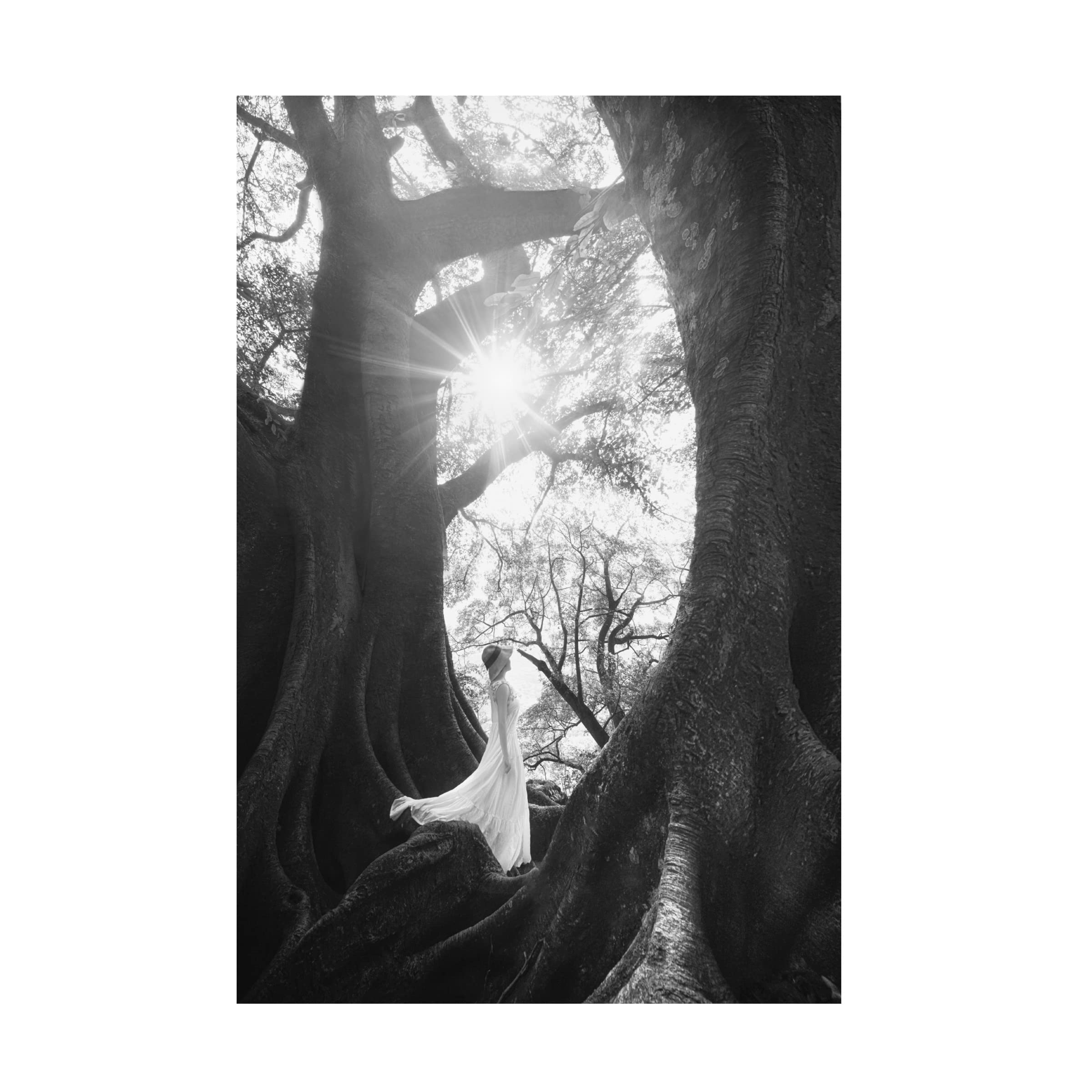 Trademark Fine Art 'The Daughter of Trees' Canvas Wall Art by Tianqi - Perfect for Living Room, Bedroom & Office Decor
