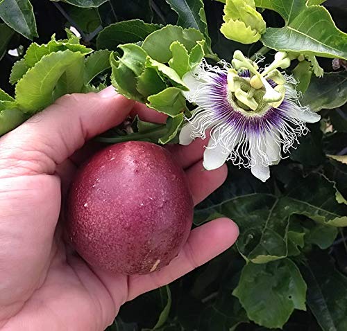 Red Passion Fruit Live Plant - Passiflora Edulis 'Red Rover' - Tropical Fruit Vine for Home Garden & Landscaping - Perfect for Fresh Juices, Smoothies and Exotic Recipes