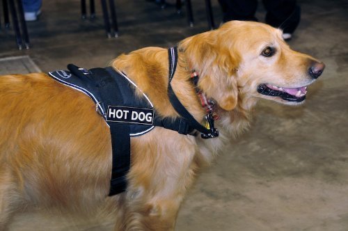 DT Fun Hot Dog Dog Harness with Reflective Trim - X-Large (34-47 Inch Girth) for Large Dogs - Perfect for Night Walks & Outdoor Adventures