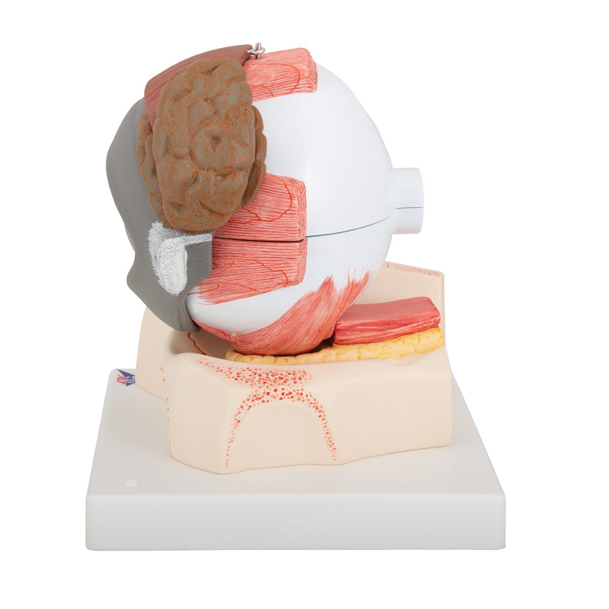 Giant Human Eye Anatomy Model - 5X Life Size, 8-Part Detachable for Medical Student Study & Classroom Demonstration | Perfect for Biology Labs, Science Education & Healthcare Training