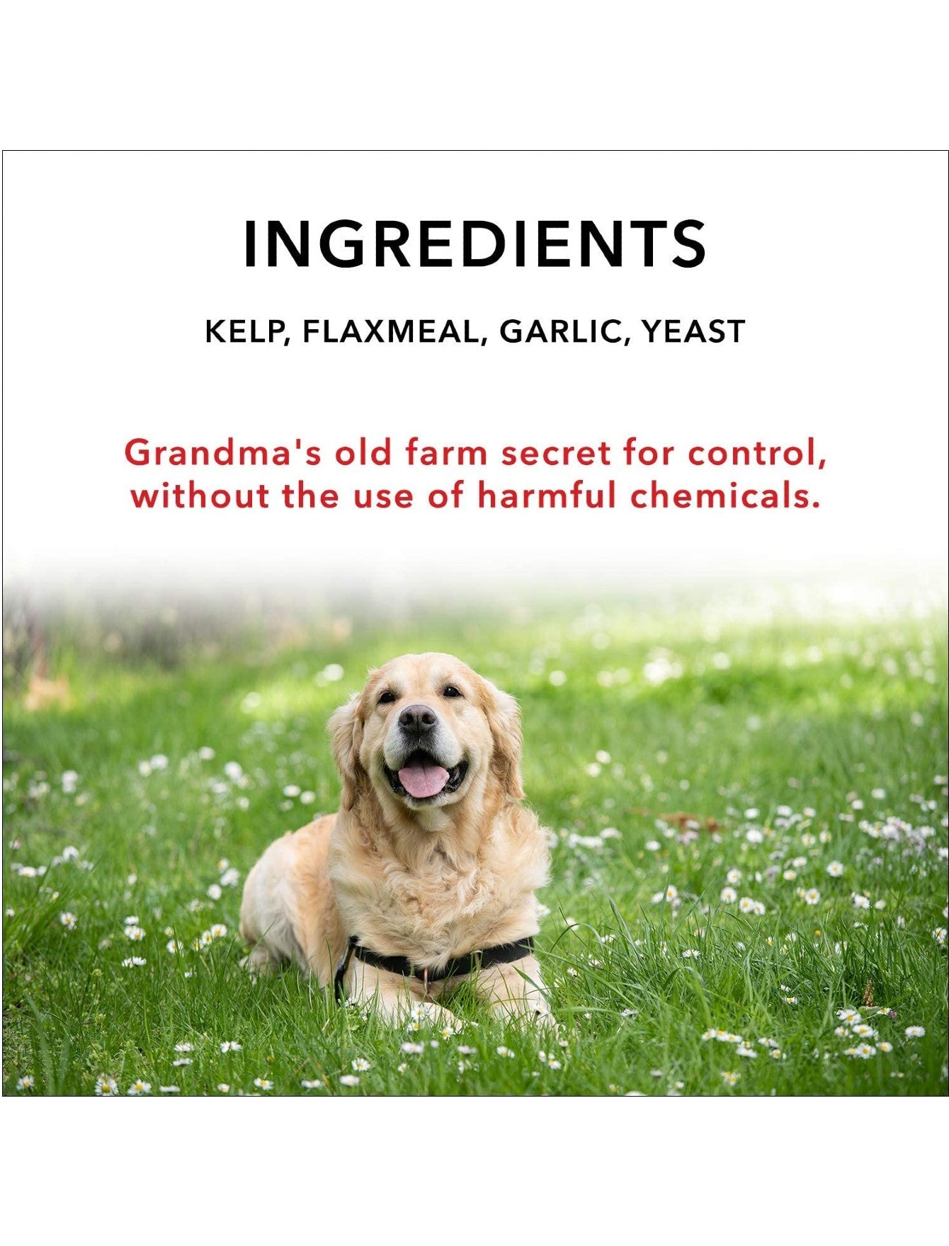 Healthy Dogma Flea & Tick Control Supplement for Dogs - 8oz | Natural Flea Prevention & Treatment | Supports Skin & Coat Health | Ideal for Outdoor & Active Dogs