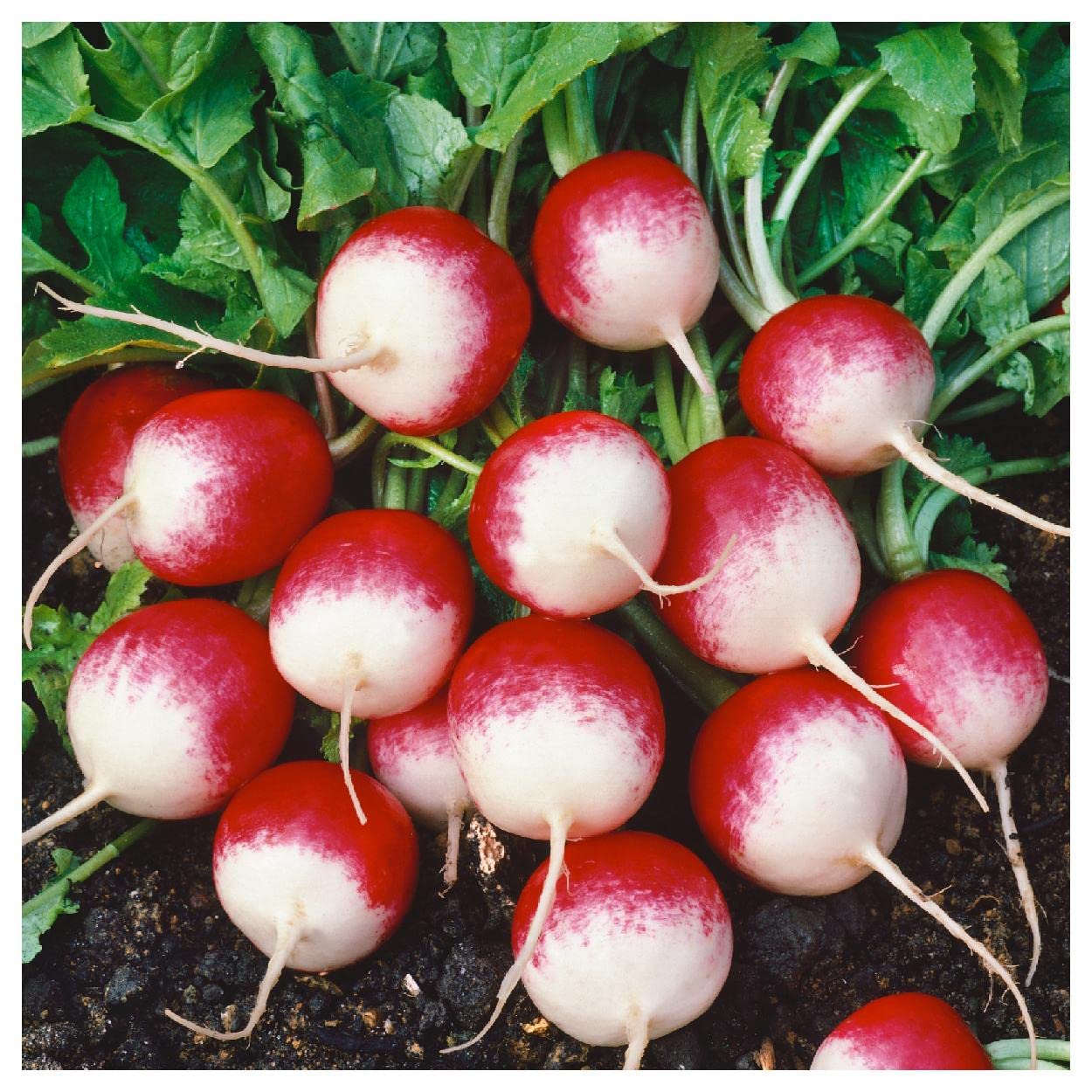 500 Sparkler White Tip Radish Seeds - Non-GMO Heirloom Vegetable Seeds for Home Gardening - Perfect for Salads, Containers & Organic Gardens