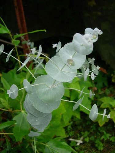 Silver Drop Eucalyptus Gunnii Cider Gum Tree Seeds (20 Count) - Fast Growing Evergreen for Landscaping, Aromatherapy & Home Decor