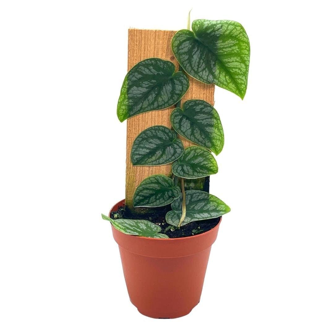 Rare Monstera Dubia Shingle Plant - Grown on Wood in 4 Inch Pot | Live Houseplant for Home Decor, Office & Indoor Gardening | Easy Care Tropical Plant for Plant Lovers