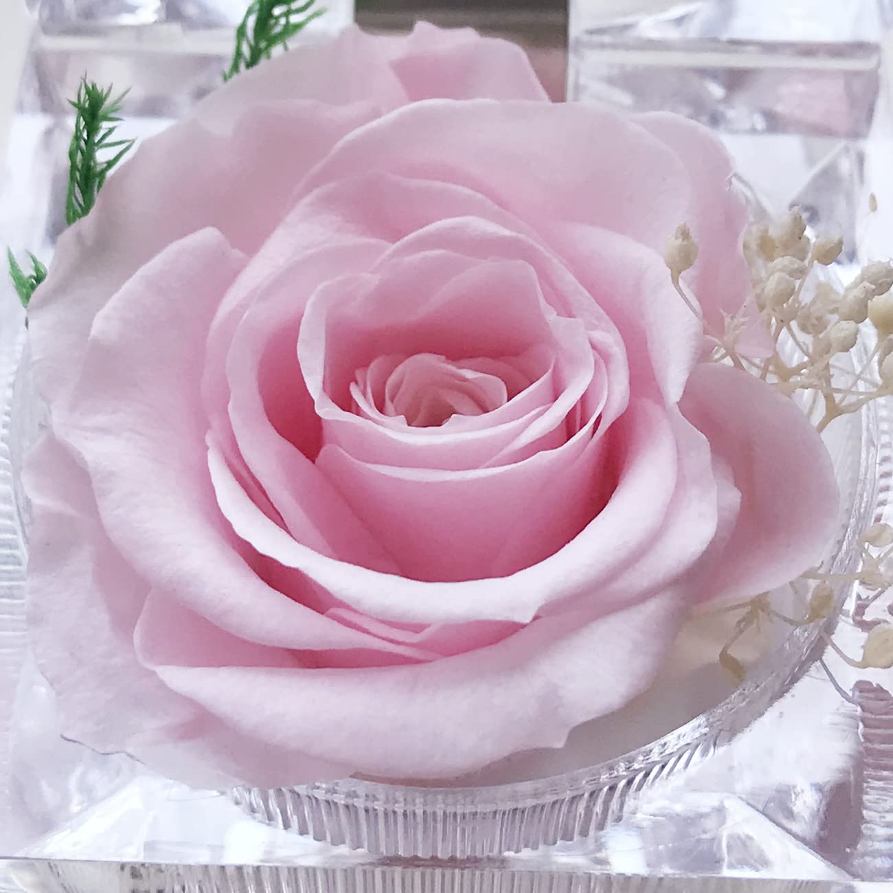 Real Preserved Rose in Mini Clear Ring Box - Eternal Flower Gift for Women, Mom, Girlfriend, Grandma - Perfect for Mother's Day, Anniversary, Valentine's, Christmas & Birthday (Pink) - Romantic Keepsake for Home Decor, Wedding Centerpiece & Special Occasions