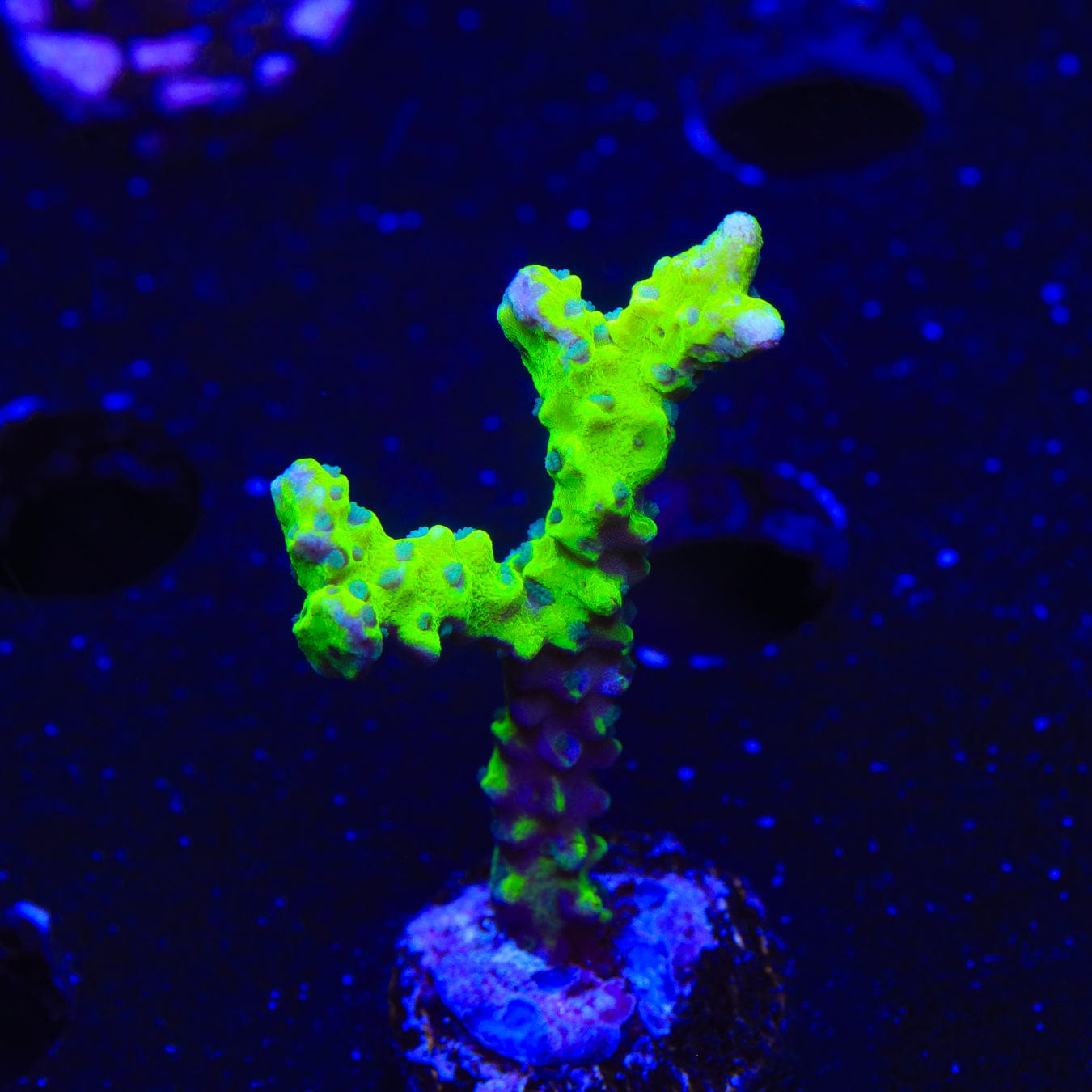 Premium CB The Thing Anacropora Coral for Saltwater Aquariums - Vibrant Live Coral for Reef Tanks & Marine Aquascaping | Perfect for Beginners & Advanced Hobbyists