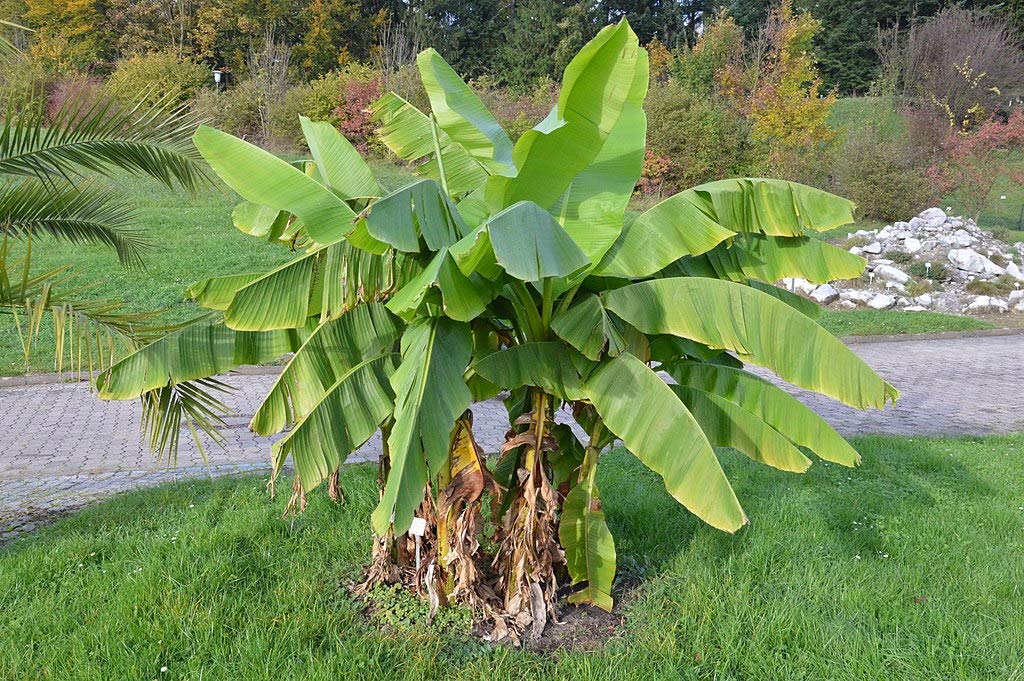 Hardy Banana Plants (Musa basjoo) - Japanese Fiber Banana Starter Kit (8 Plants) for Tropical Landscaping & Container Gardening