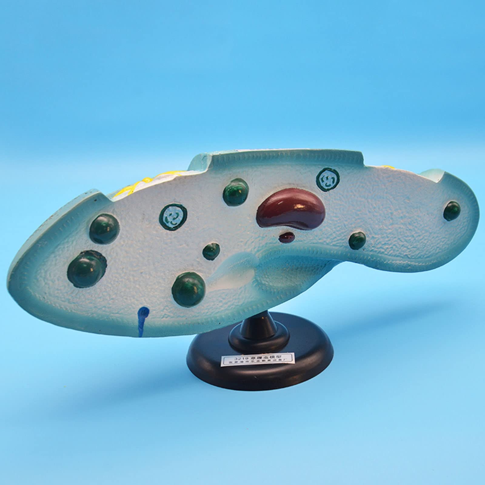 L-ROM Paramecium Model for Biology Lab & Teaching - High School Science Equipment