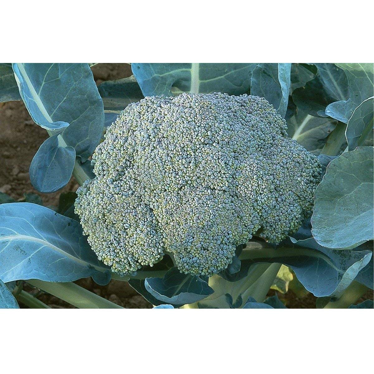 Gypsy F1 Hybrid Broccoli Seeds - 25 Count | High-Yield, Disease-Resistant Vegetable Seeds for Home Gardening | Perfect for Raised Beds, Container Planting & Organic Gardens