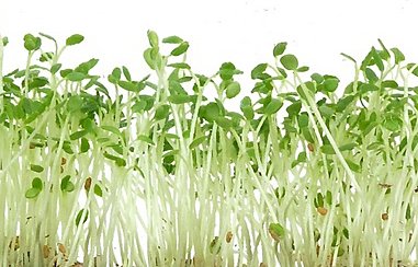 Japanese Minowase Radish Sprouting Microgreen Seeds - Heirloom Vegetable Seeds by Seed Kingdom (1/4 Lb Bulk Pack) - Perfect for Home Gardening, Indoor Hydroponics & Healthy Salad Toppings