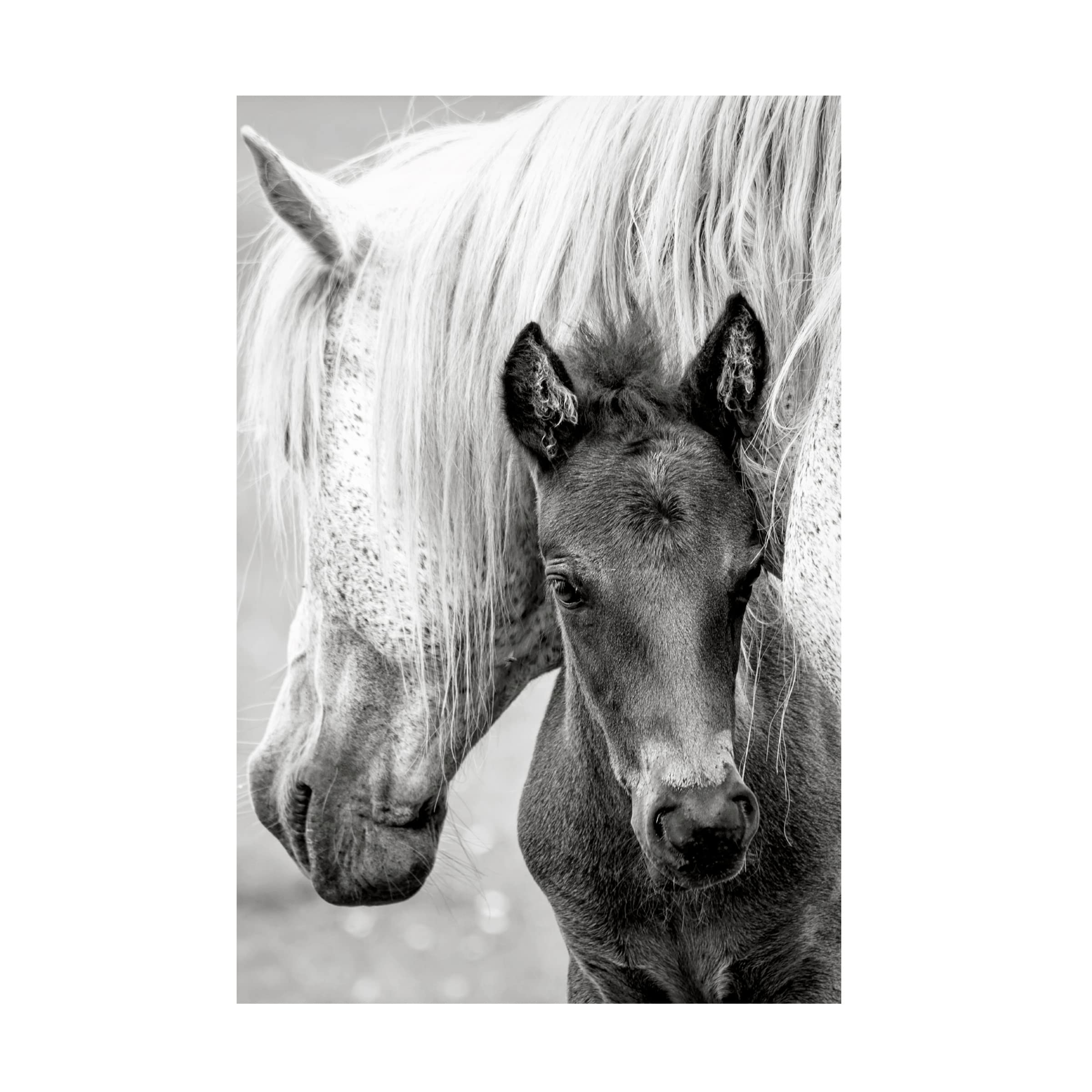 Jacky Parker 'The Foal' Canvas Wall Art Print - Premium Horse Painting for Home & Office Decor - Perfect for Living Room, Bedroom, Nursery & Gifts