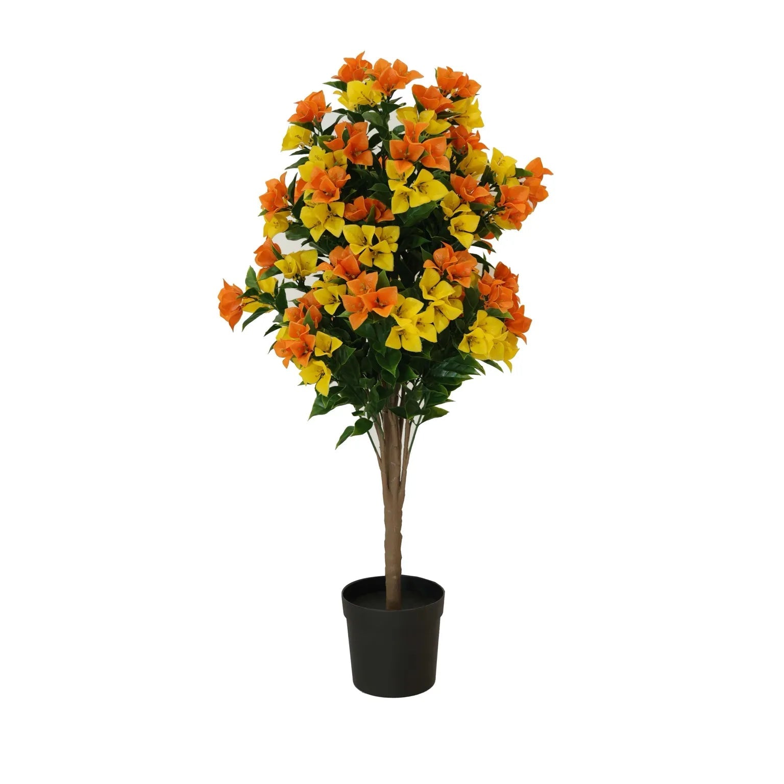 Bougainvillea Bloom Tree - 35.4