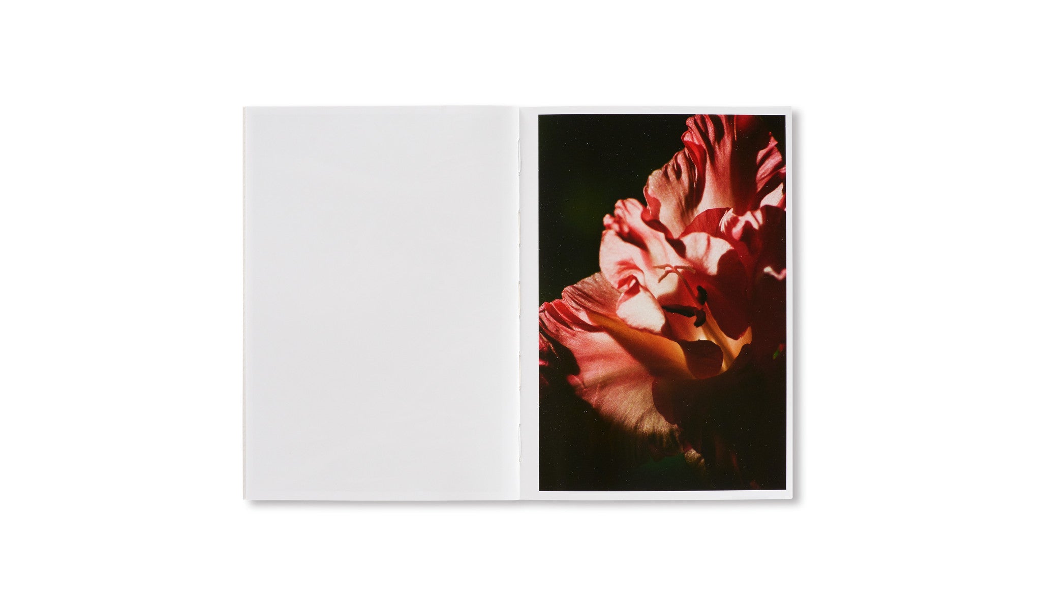 LINA SCHEYNIUS 08 by Lina Scheynius - Premium Art Photography Book for Collectors & Home Decor | Perfect for Coffee Table Display & Artistic Inspiration