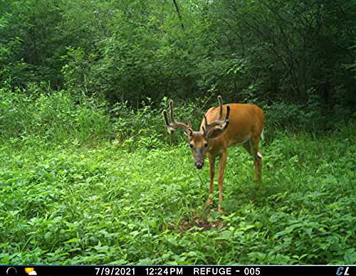 Cuddeback L Series Cellular Trail Camera - Verizon & AT&T Compatible with 3 Remote Cameras, 4 Solar Power Banks (PW-3600), 4 16GB SD Cards & Free Hunter's Hat - Ideal for Wildlife Monitoring, Hunting & Outdoor Security