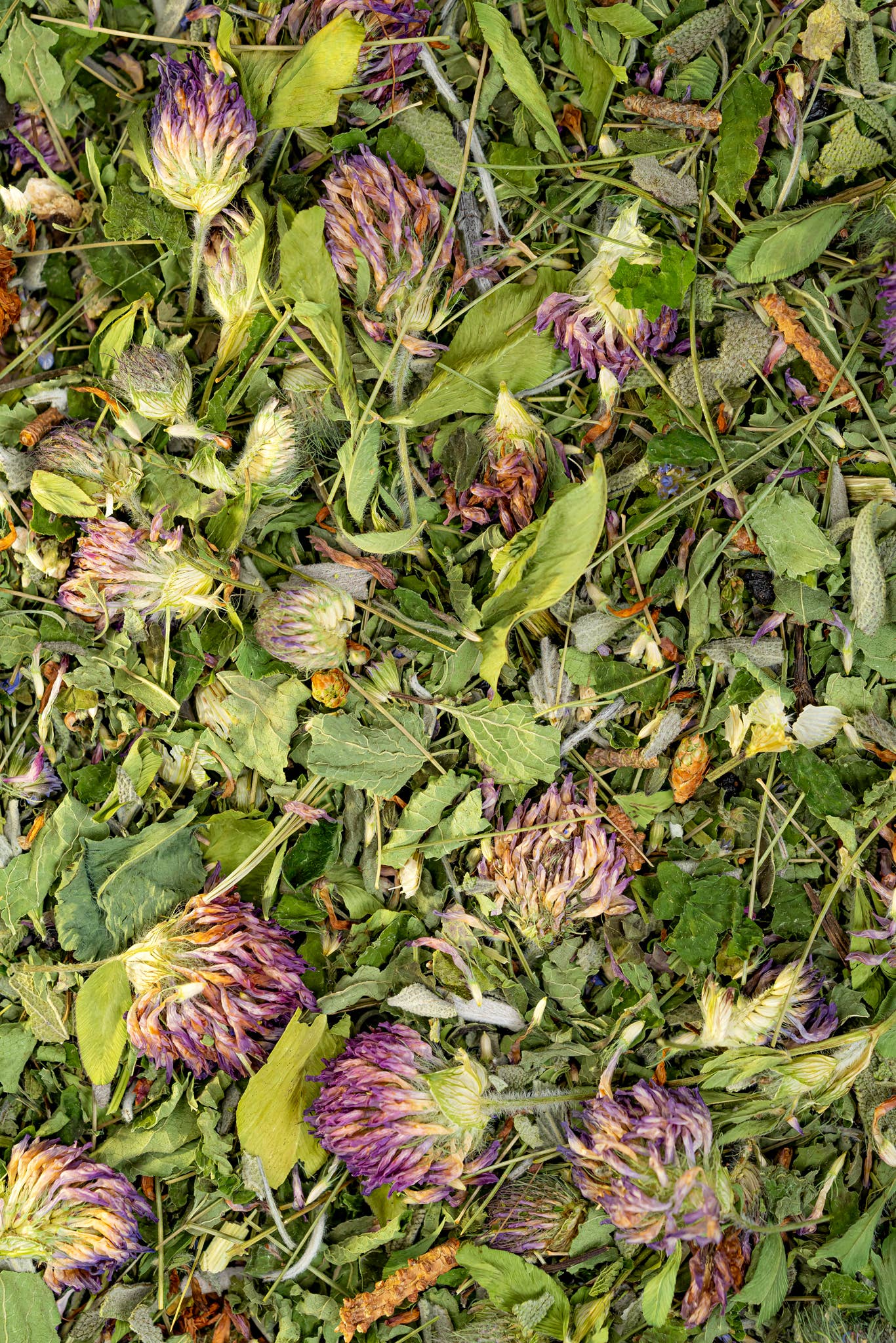 Best Immunity Boosting Supplements for Adults - Natural Immune Support Vitamins & Herbs for Daily Wellness & Cold Defense