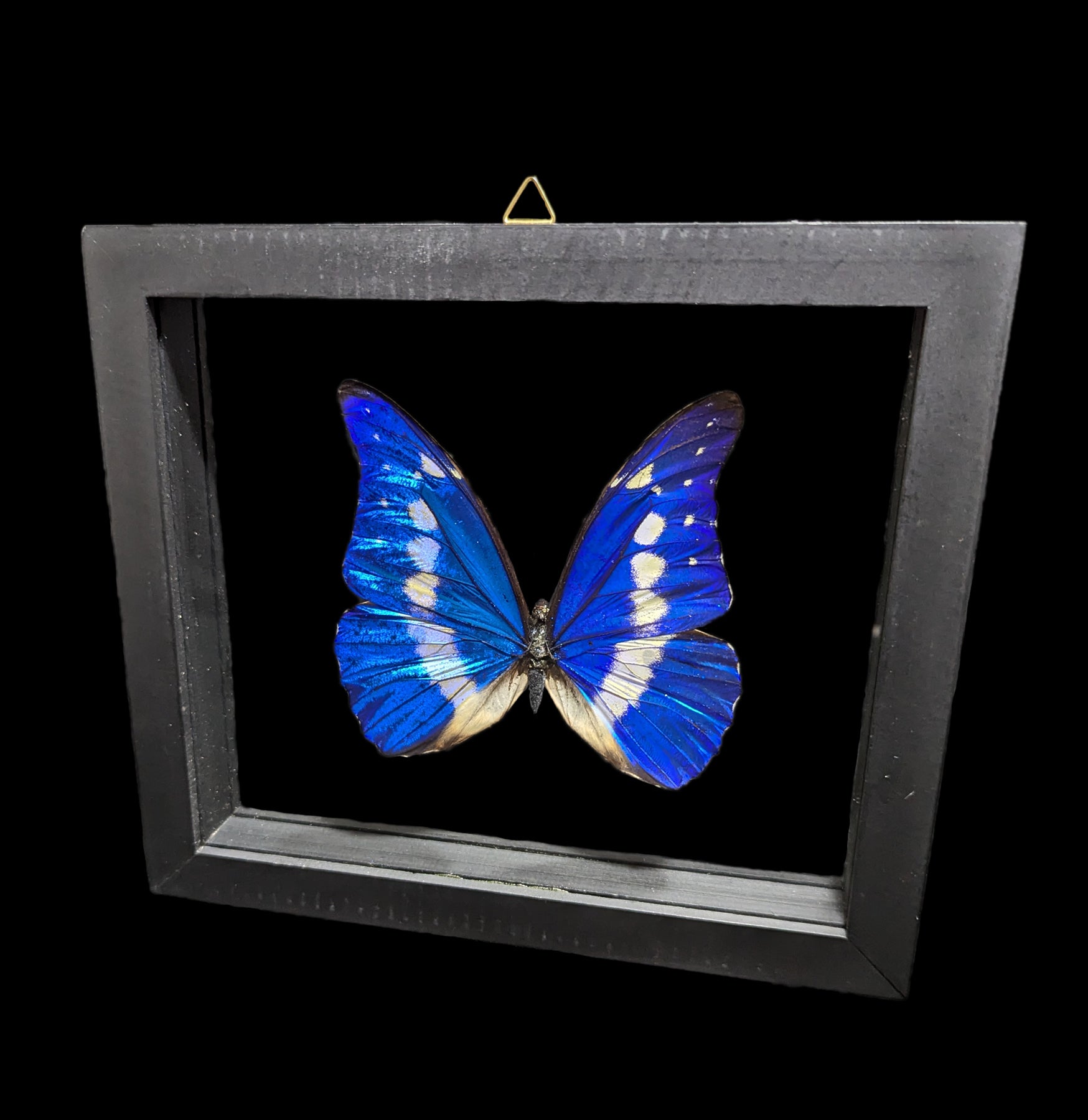 Double Glass Framed Morpho Rhetenor Helena Butterfly - Real Butterfly Specimen Display for Home Decor, Office & Gift Giving