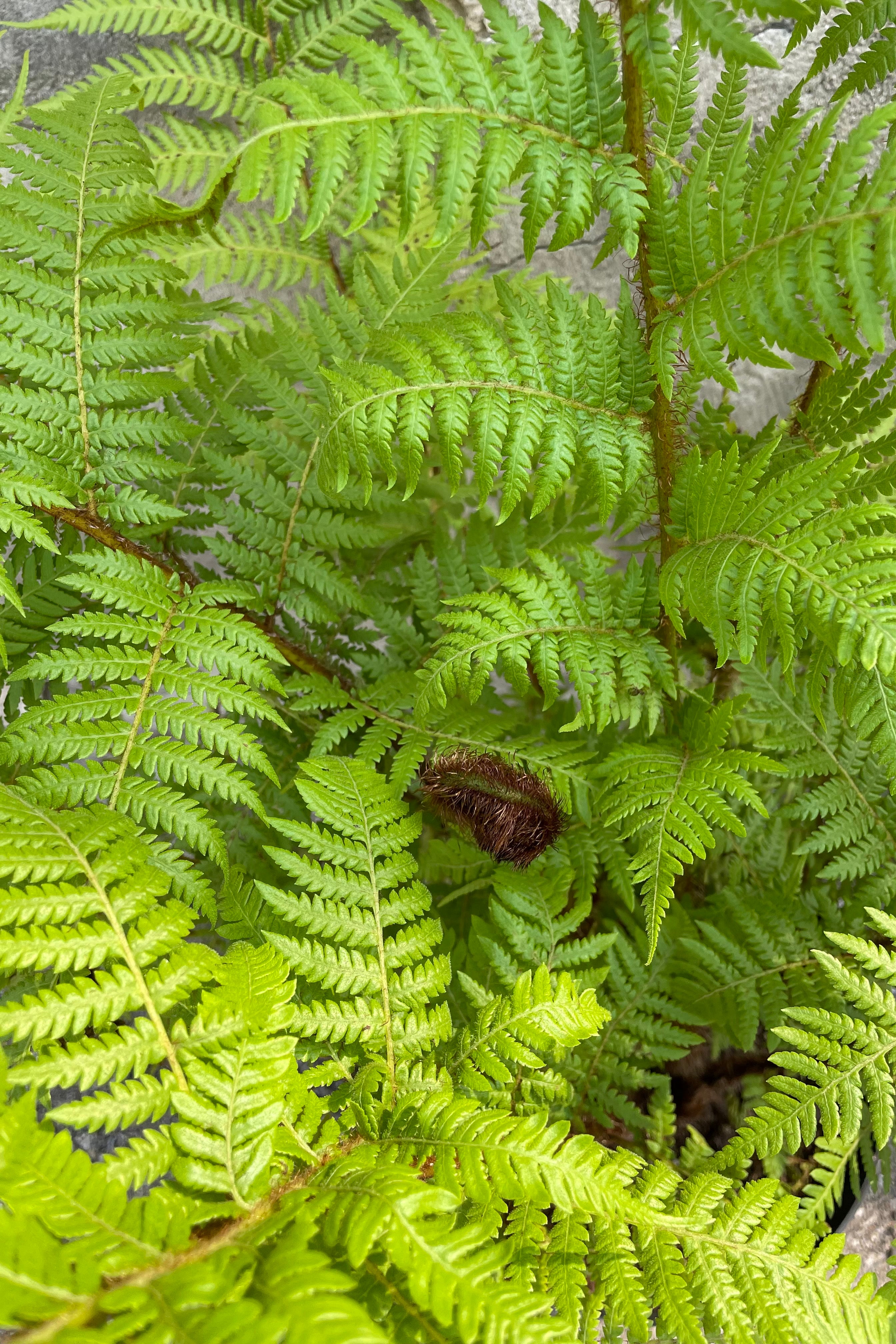 Cyathea cooperi Australian Tree Fern - 10 Gallon Potted Plant for Tropical Landscaping & Indoor Greenery