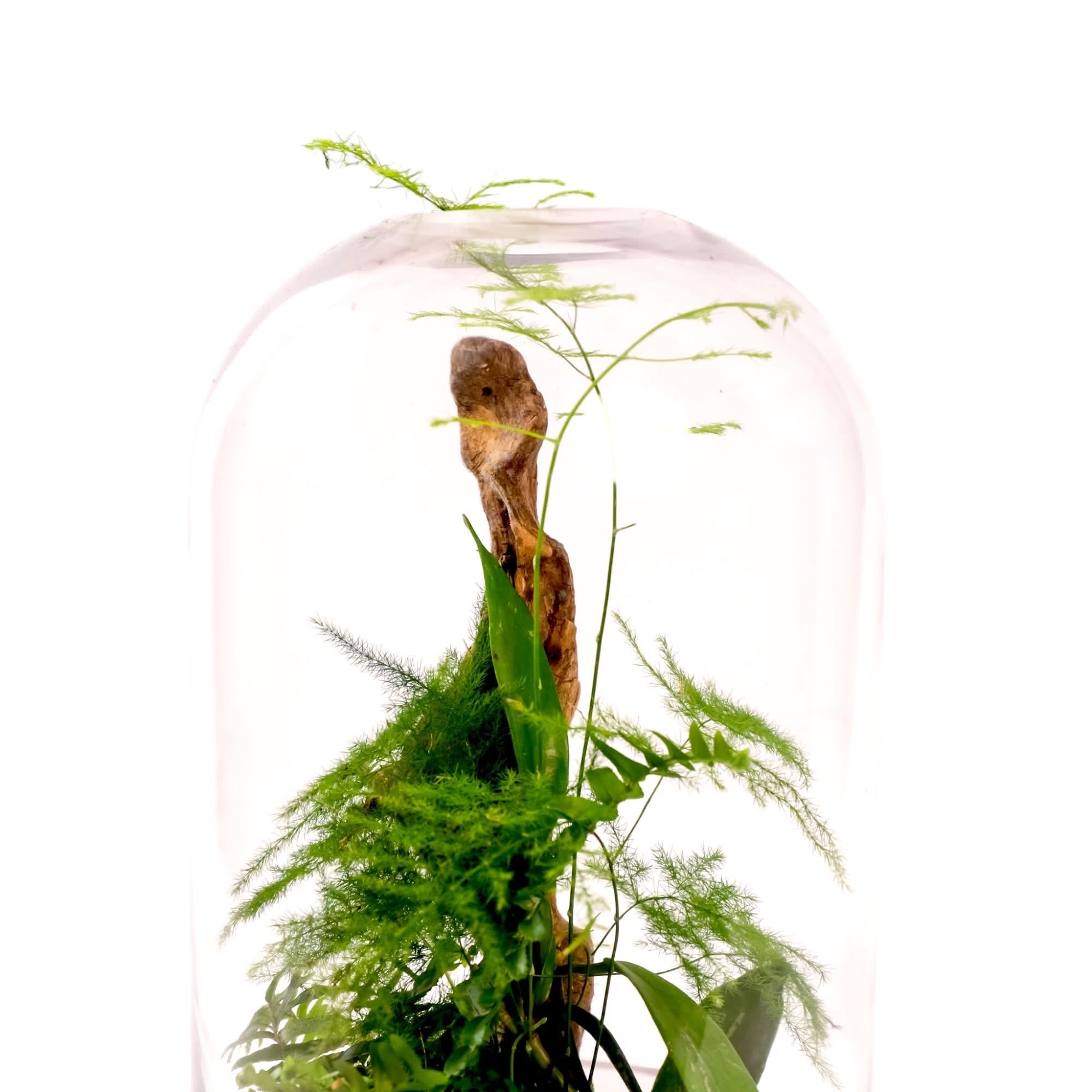 Fern Gully Terrarium Kit - DIY Mini Garden for Home & Office Decor - Perfect for Plant Lovers, Indoor Gardening, and Gift Ideas