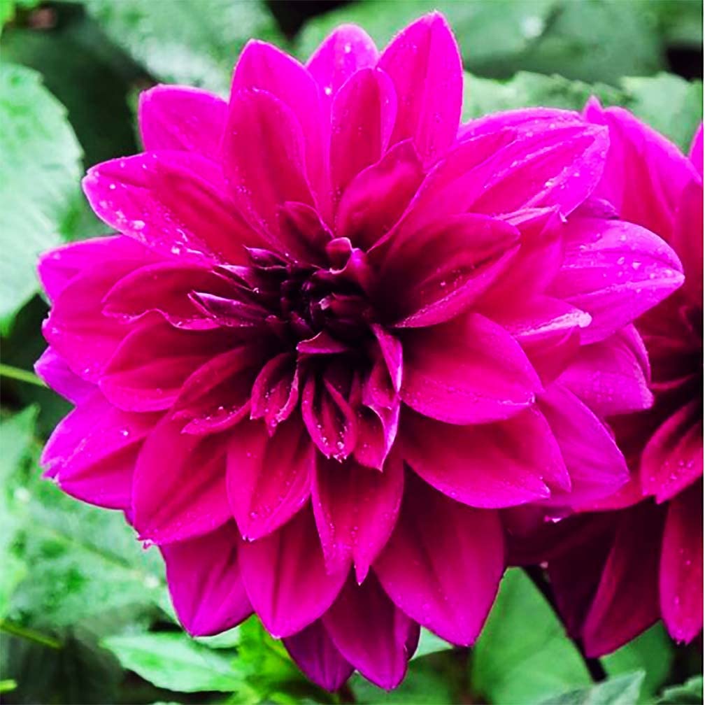 Thomas Edison Dahlia Bare Root Tuber - 5 Gallon Size, Vibrant Pink Blooms for Spring Planting 2025 | Perfect for Home Gardens, Landscaping & Floral Arrangements | Ideal for Borders, Containers & Cut Flower Displays