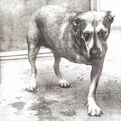 Alice In Chains (Reissue) - Official Vinyl Record | Classic 90s Grunge Music | Perfect for Collectors & Music Lovers | Great for Home Listening & Gifts