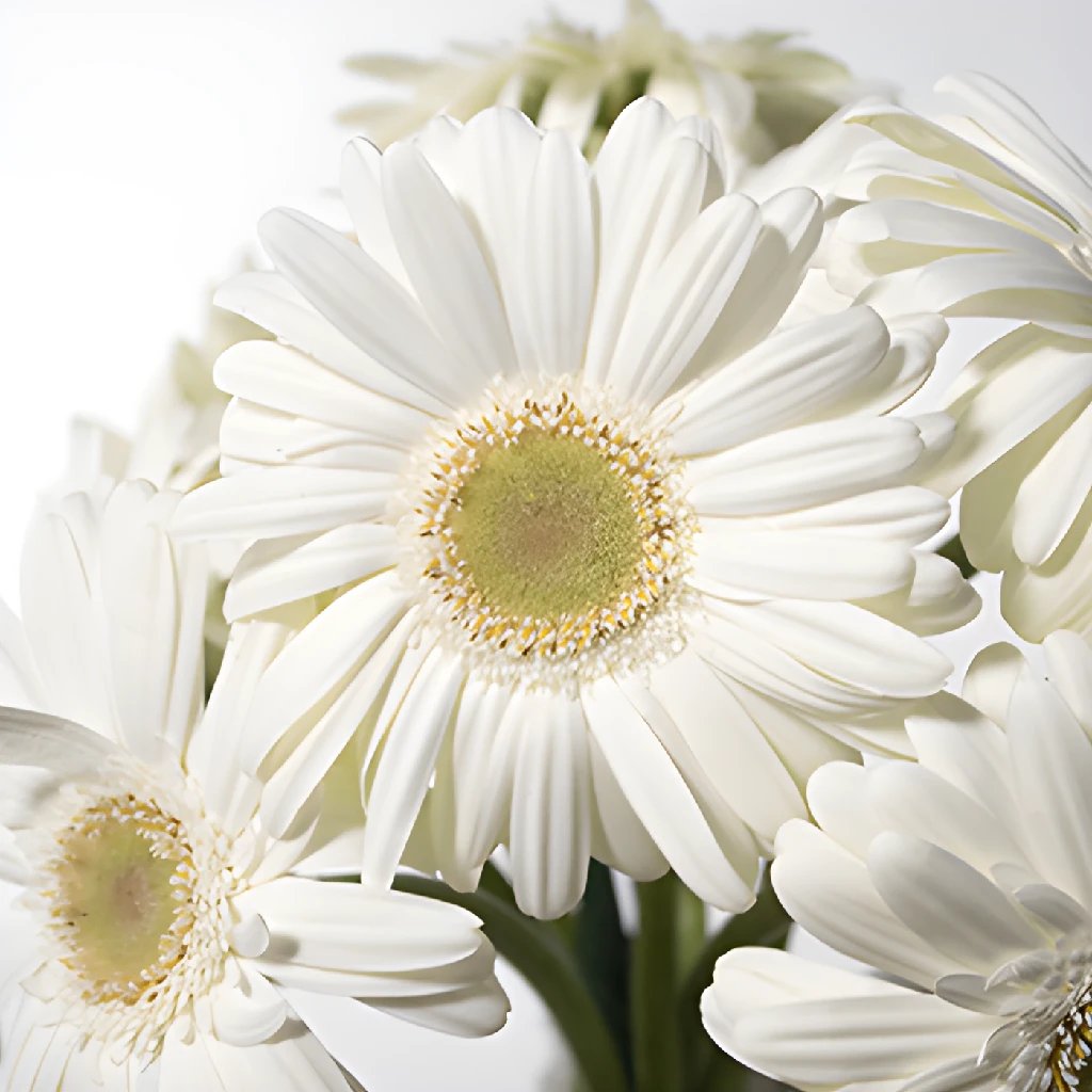 Mini Gerber Daisy Bouquet - Fresh Bone White Cut Flowers for Weddings, Home Decor & Gifts | Long-Lasting Floral Arrangements