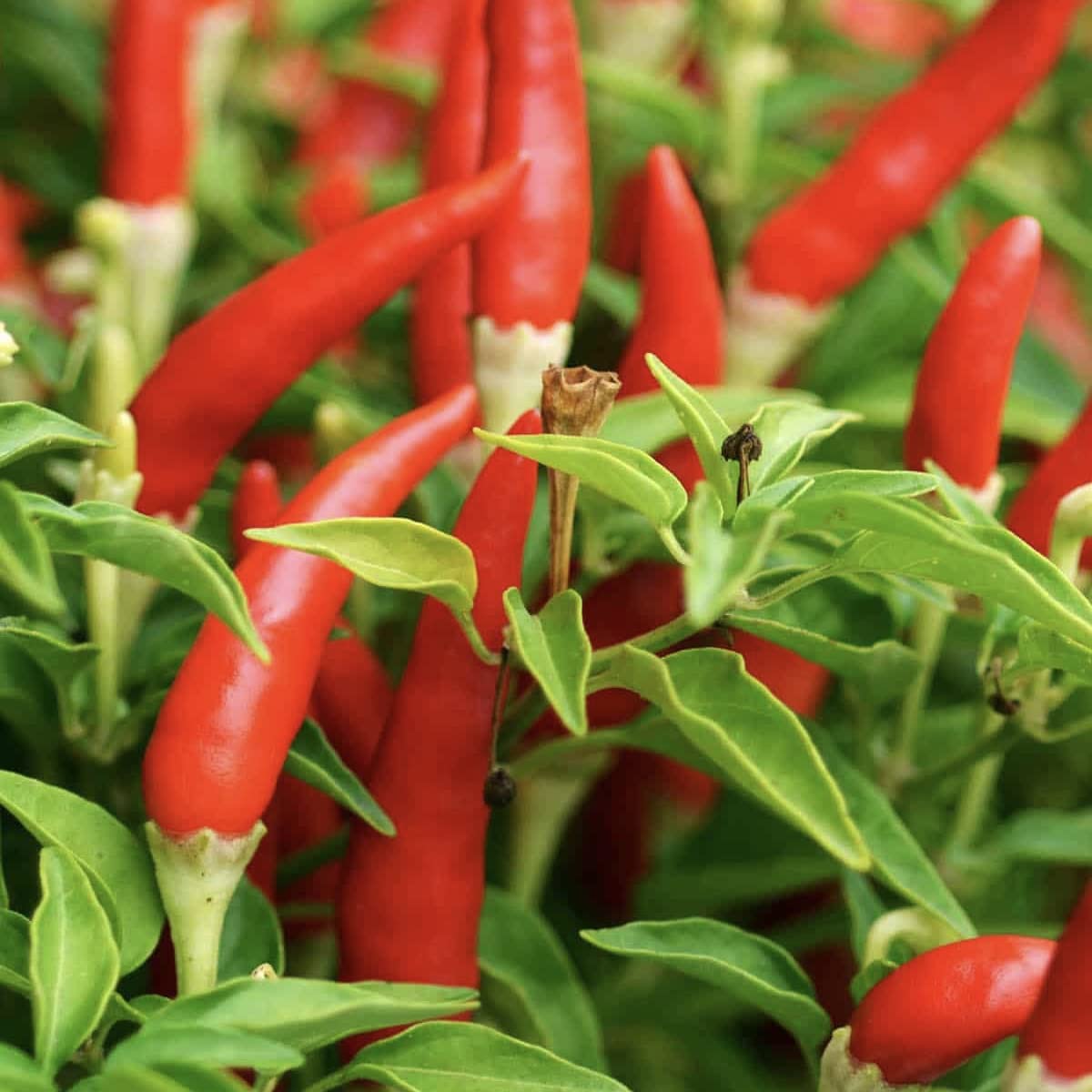 Organic Bird's Eye Chili Pepper Seeds - Heirloom Non-GMO Super Hot Thai Peppers for Home Garden Planting | Perfect for Cooking, Sauces, and Spicy Recipes