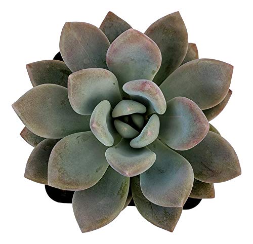 pachyveria opalina