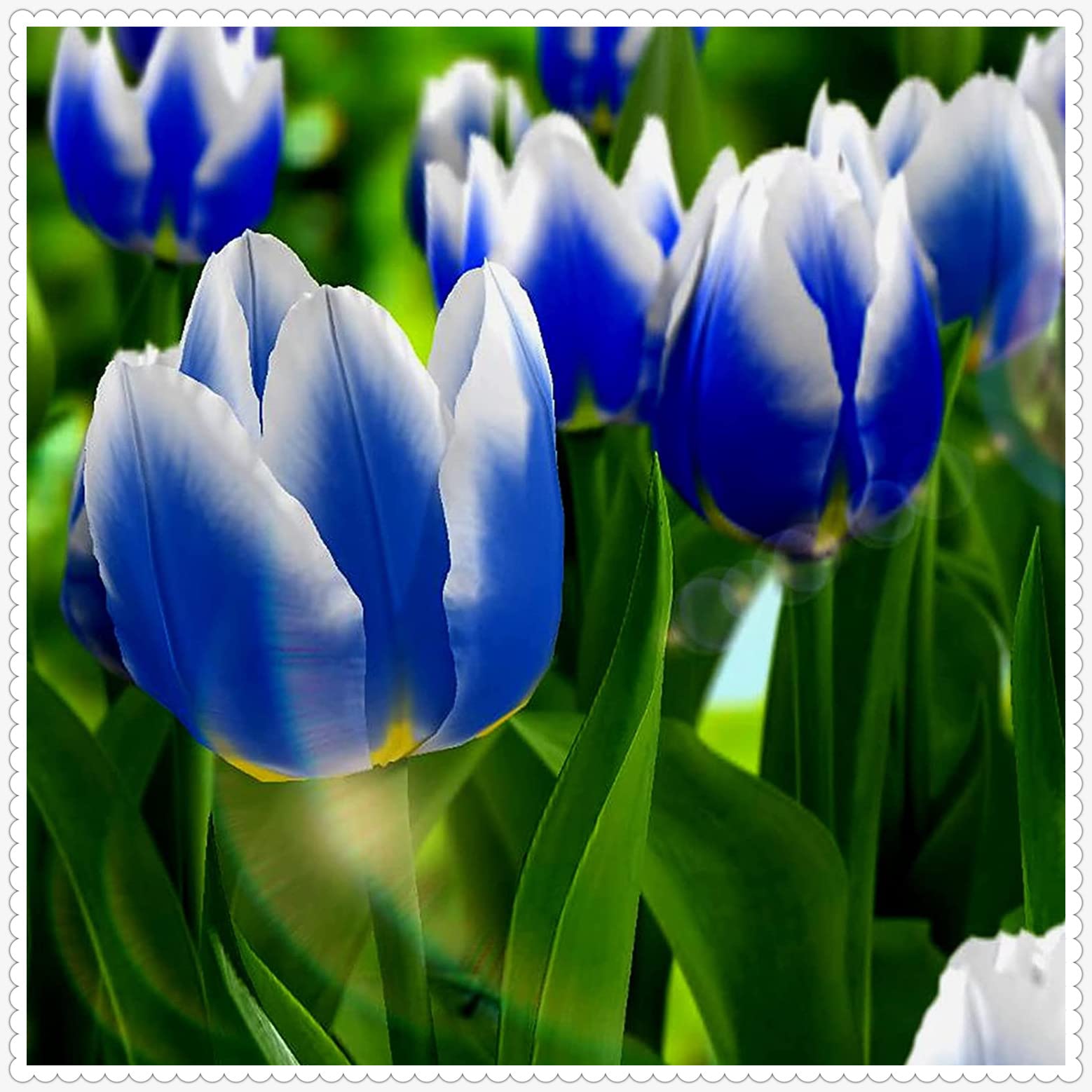 8 Premium Double Blooming Tulip Bulbs for Indoor Planting - Colorful Perennial Flowers for Home Decor, Birthday Gifts & Room Decoration | Perfect for Spring Gardens, Wedding Centerpieces & Office Greenery