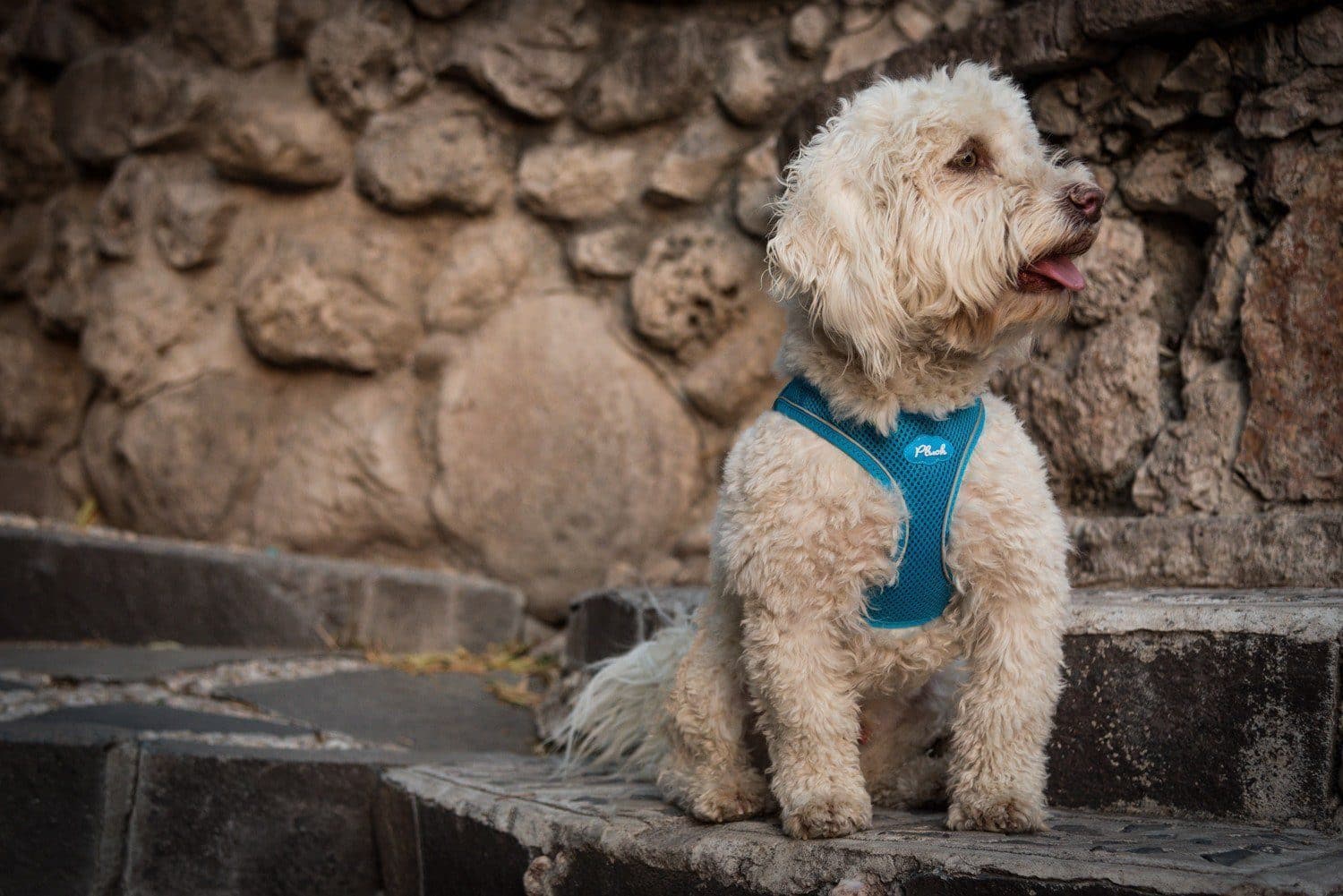 **Air Mesh Dog Harness Vest - Soft Plush & Breathable for Small Medium Large Dogs - Blue Aqua Color - Perfect for Walking, Hiking & Outdoor Adventures**