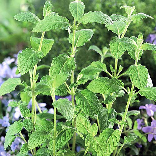 100 Strawberry Mint Herb Seeds - Non-GMO, Fragrant & Rare Mentha piperita - Grown in USA | Perfect for Tea, Cocktails, and Home Gardening