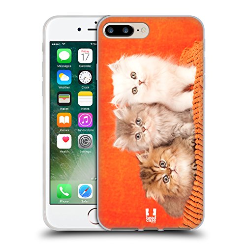 Chinchilla Persian Fluffy Kittens