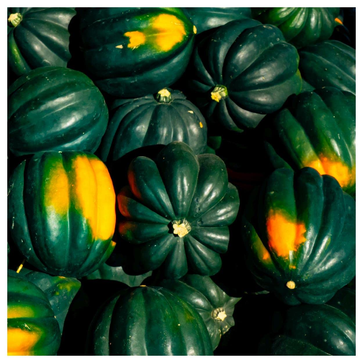 Organic Table Queen Acorn Winter Squash Seeds - 1 Lb Non-GMO Heirloom Seeds for Planting - Gold Vault Packet - Perfect for Home Garden, Fall Harvest & Seasonal Cooking