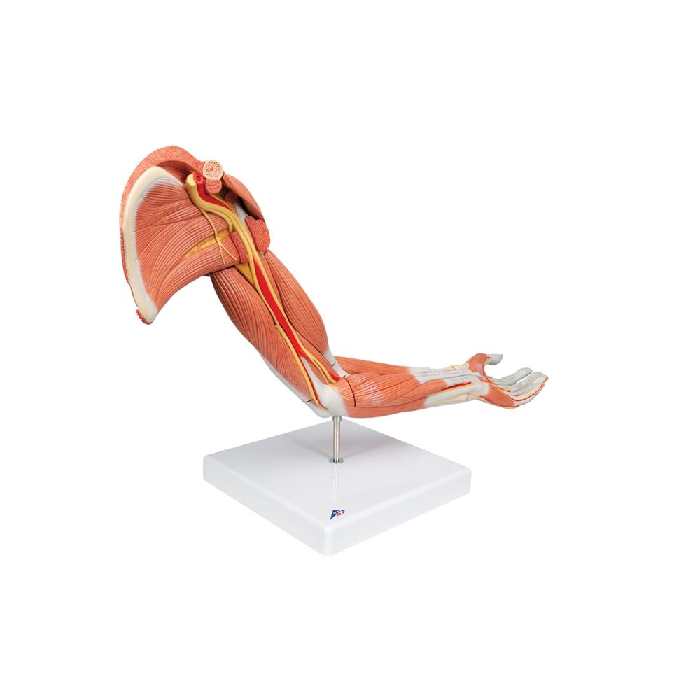 Premium 6-Part Deluxe Muscle Arm Anatomy Model - Ideal for Medical Students, Anatomy Study & Science Education