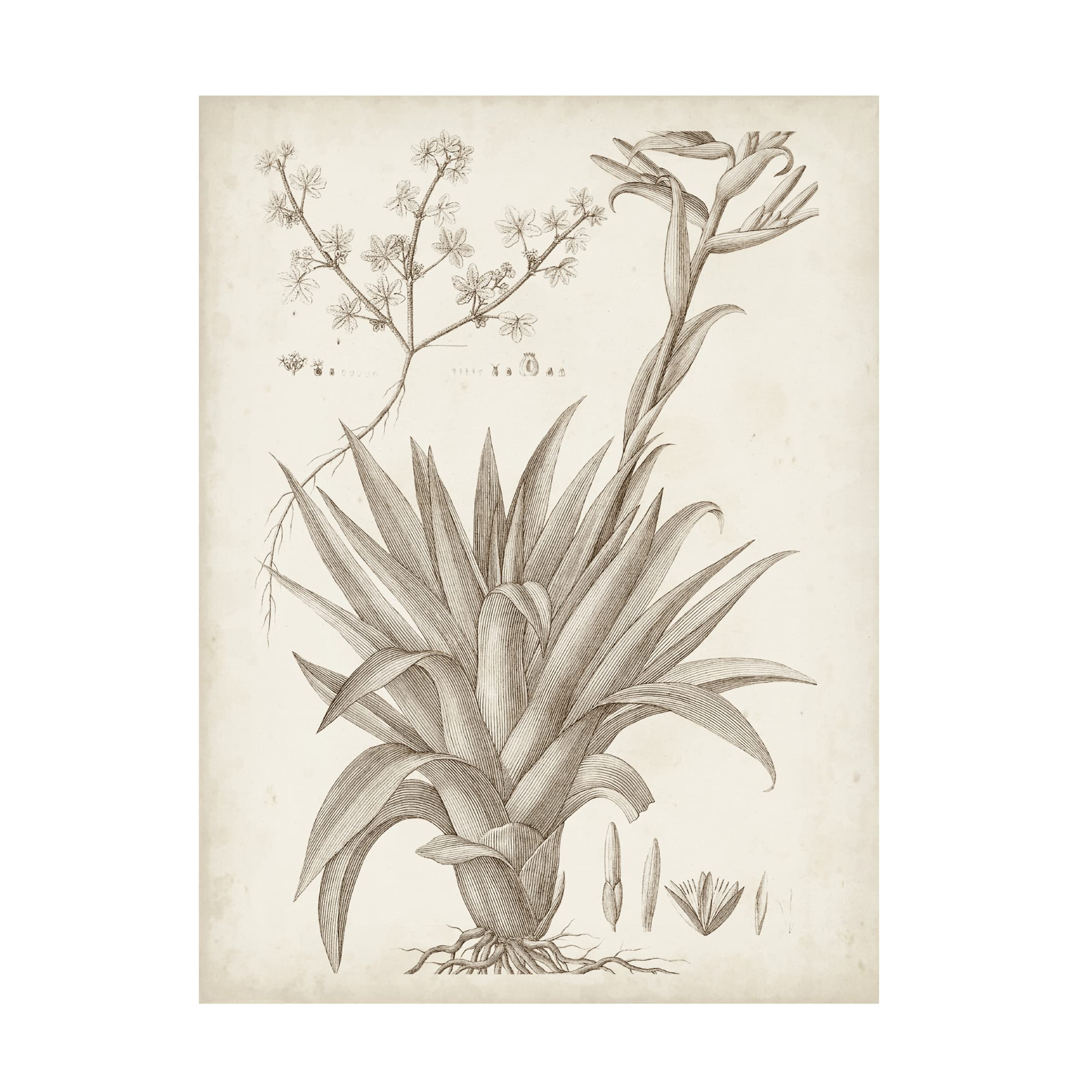 Sepia Exotic Plants IV Canvas Wall Art Print by Vision Studio - Botanical Home Decor for Living Room, Bedroom & Office
