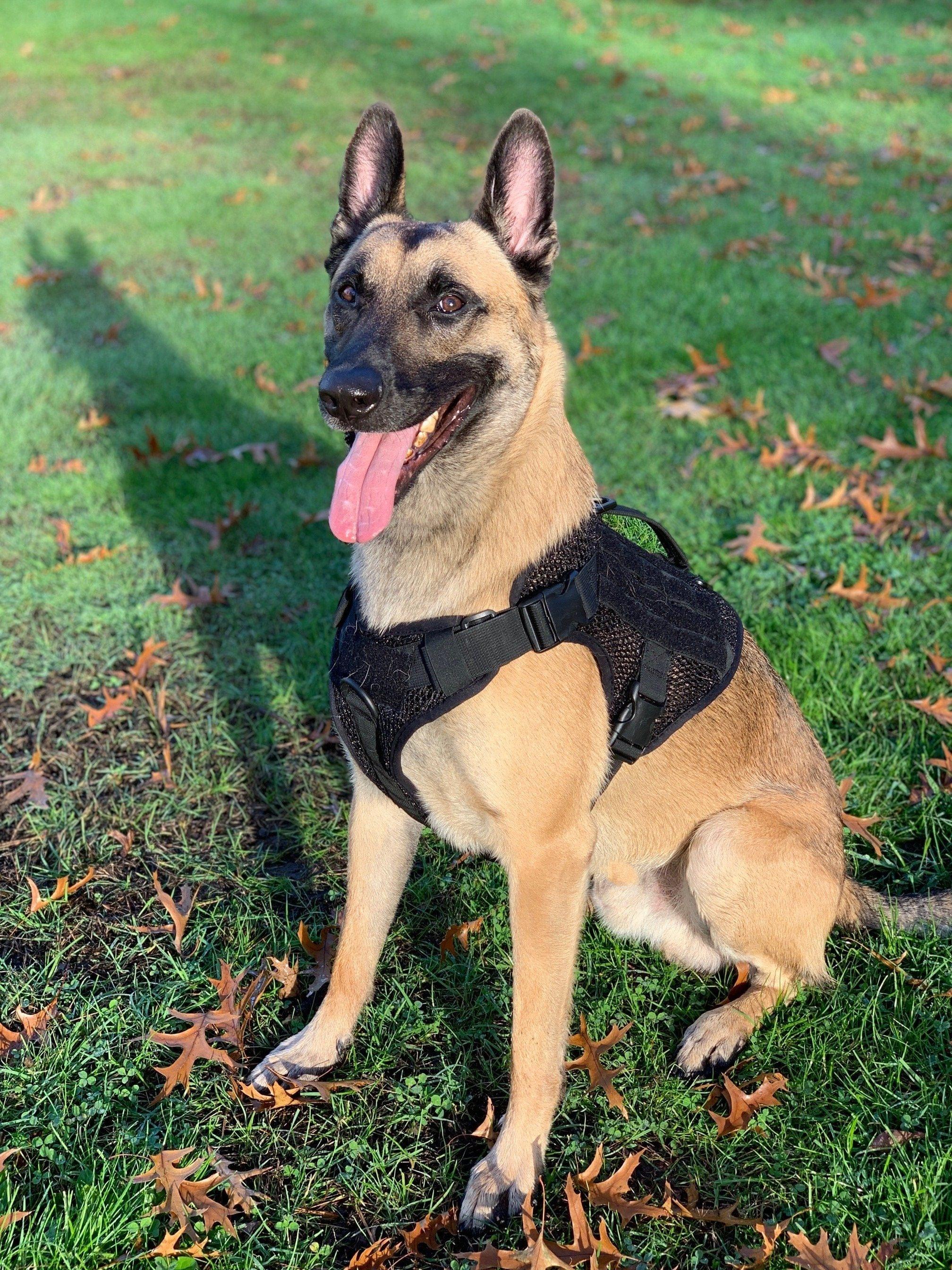 Artemis No Pull Dog Harness - Adjustable, Breathable, No Tug No Choke Pet Vest for Small Medium Large Dogs - Perfect for Walking, Running, Hiking & Outdoor Adventures