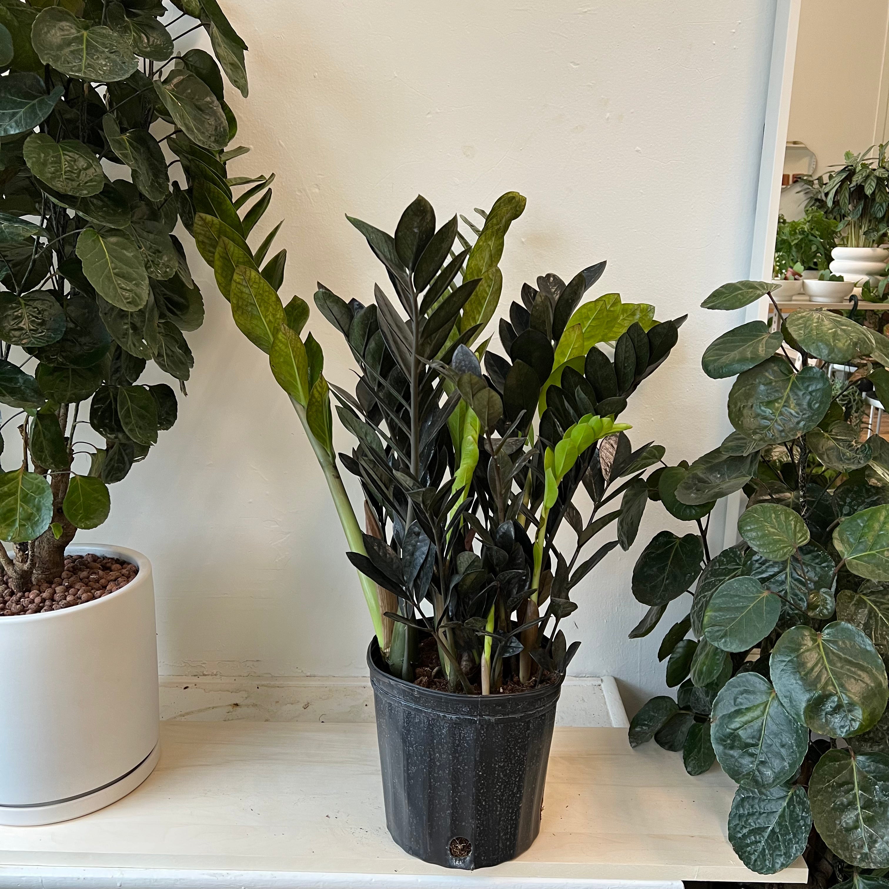 ZZ Oscura / Black Zanzibar Gem - Rare Indoor House Plant for Home & Office Decor - Perfect for Living Rooms, Bedrooms, and Workspaces