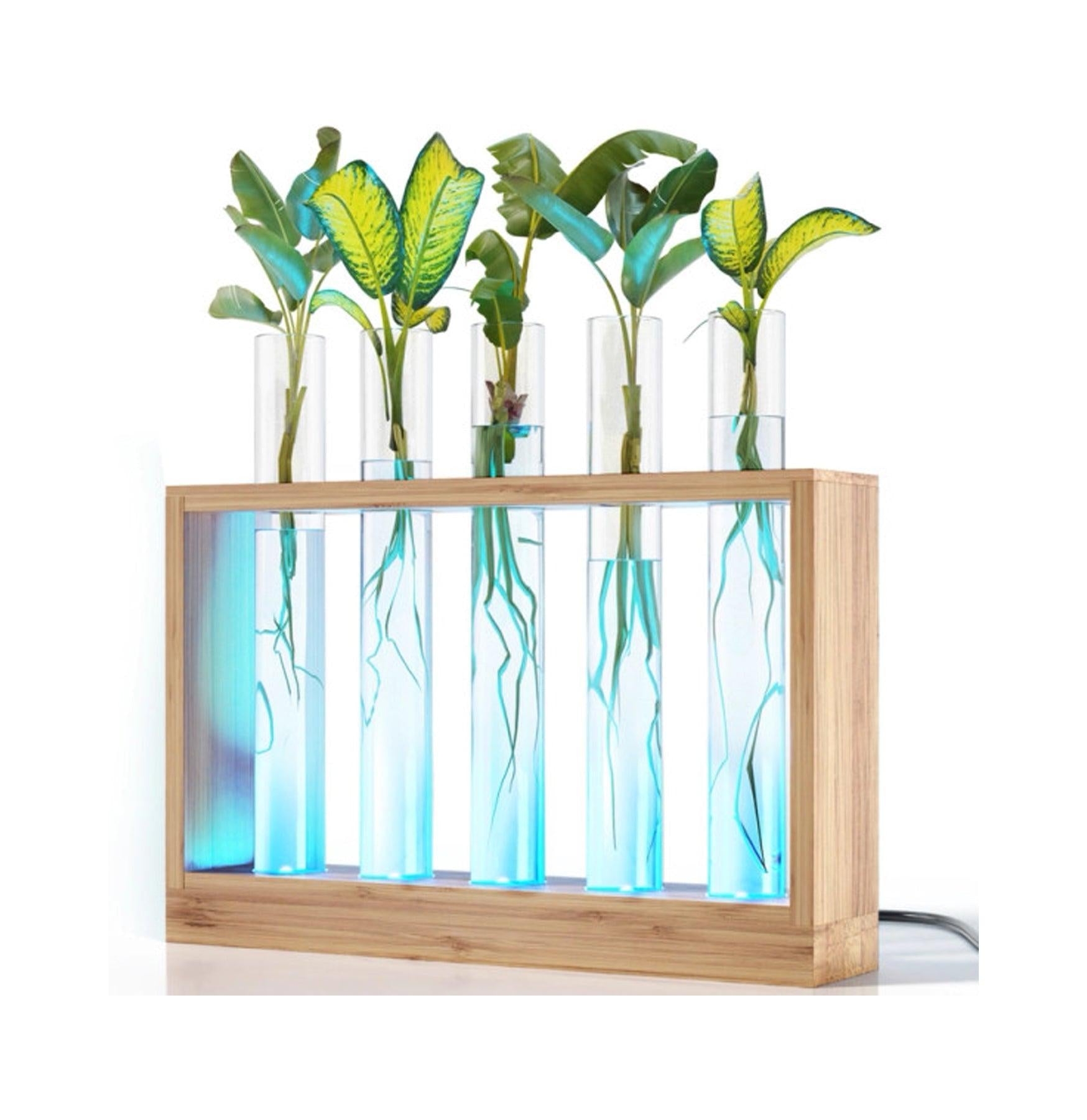 LED Light Up Bamboo Vial Air Plant Holder - Modern Home Decor for Succulents, Terrariums & Office Desk - Perfect for Living Room, Bedroom & Gift Ideas