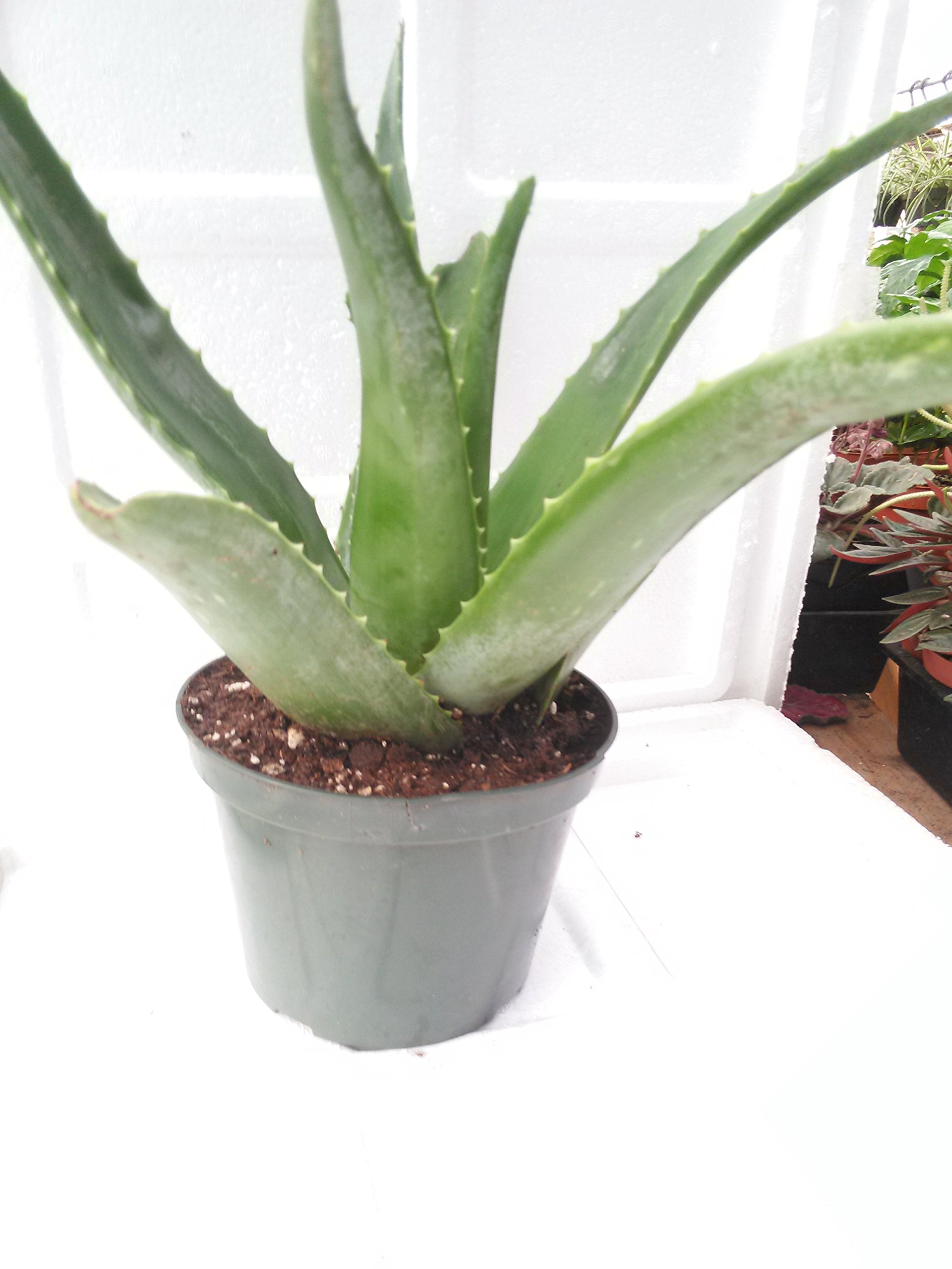 Organic Aloe Vera Juice Plant - Live 6