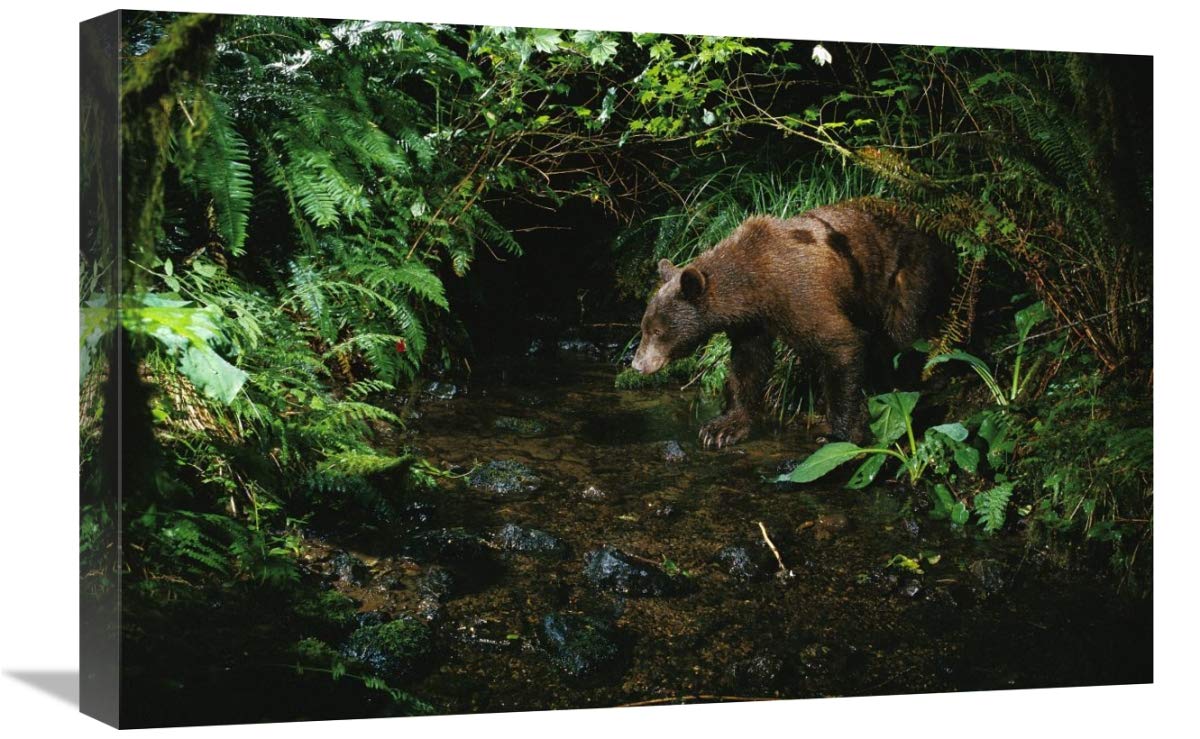 Black Bear at Night Wildlife Canvas Art Print - 24x16 Inches - Remote Camera Shot in Bonneville Washington - Nature & Wilderness Wall Decor for Living Room, Office, Cabin