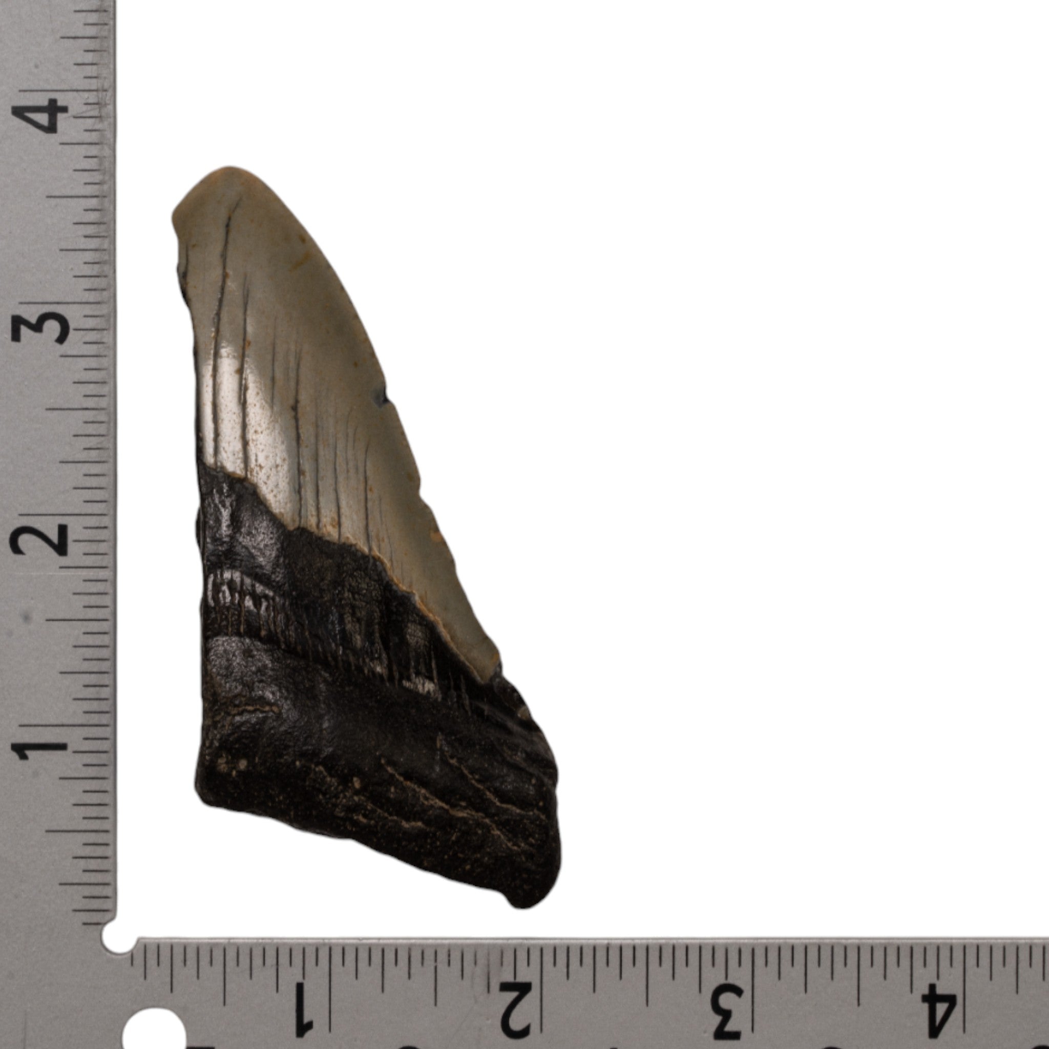 Authentic Megalodon Shark Tooth Fossil - Half Size - Perfect for Collectors, Jewelry Making & Home Decor