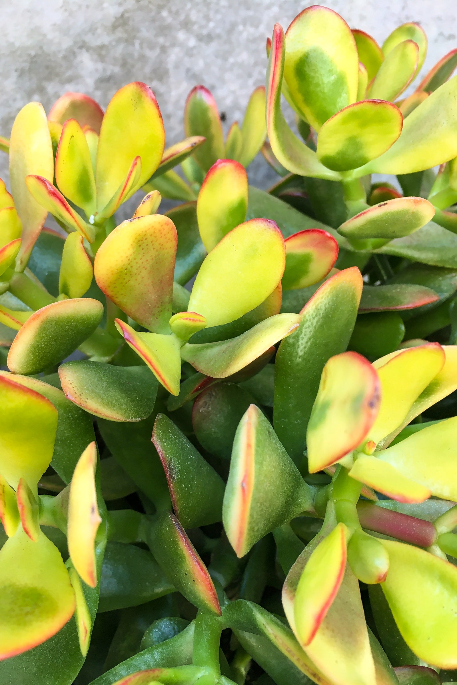 Crassula Ovata 'Hummel's Sunset' - 10 Inch Jade Plant for Home & Office Decor | Perfect for Indoor Gardening, Bonsai, and Feng Shui Arrangements