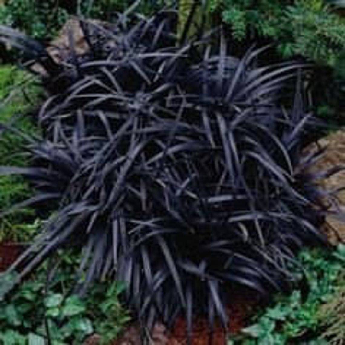 20 Pack 2.5 Inch Black Mondo Grass Pots - Ornamental Decorative Plants for Landscaping, Garden Borders, Indoor Decor & Office Greenery