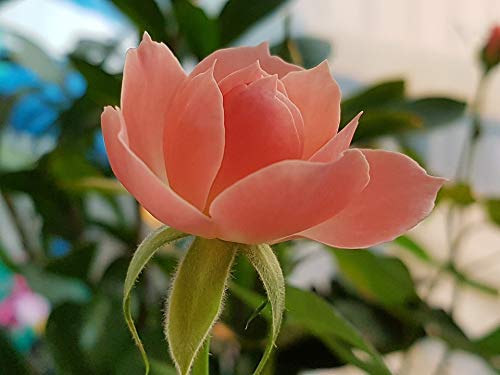 20x30 Inch Pink Roses Garden Laminated Poster - Vibrant Colors & High-Quality Print - Perfect for Home Decor, Living Room, Bedroom, or Office Wall Art