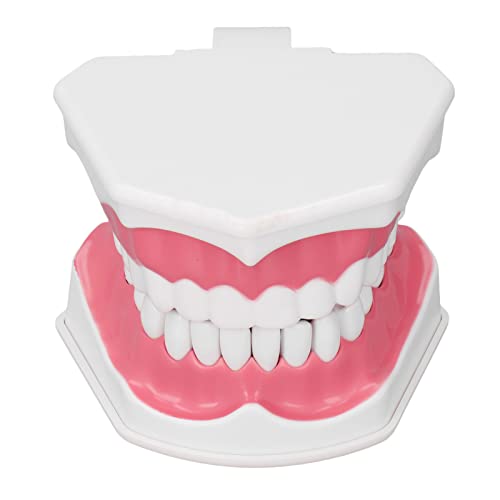 Dental Teaching Model - 120 Degree Opening PVC Teeth Model with Brush for Dental Practice | Portable, Durable & Wide Application | Ideal for Dental Students, Professionals & Training