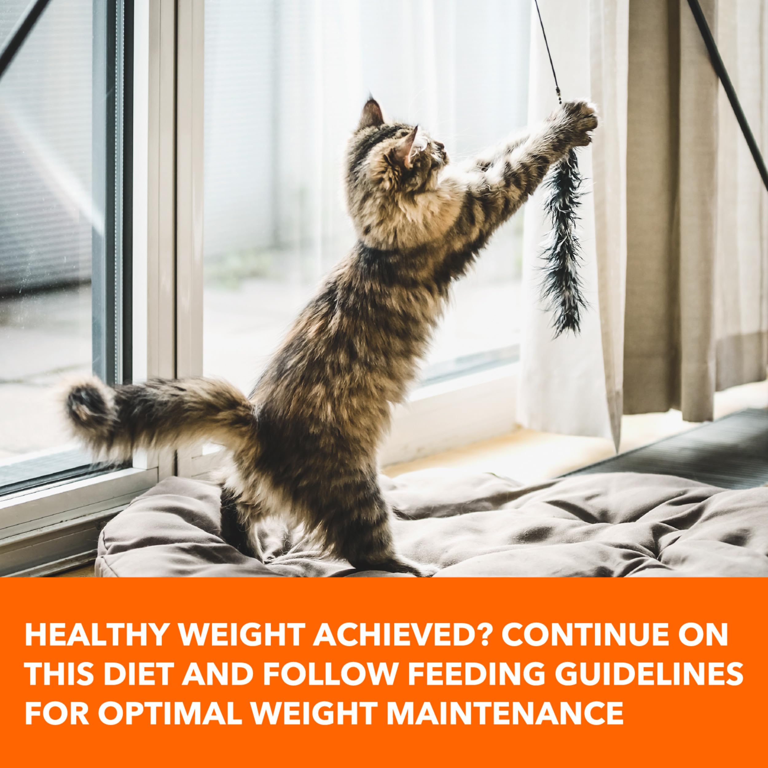 Iams Proactive Health Healthy Weight Adult Dry Cat Food with Chicken Flavor - 22 lb Bag for Weight Management & Indoor Cats | High Protein Kibble for Mature Felines
