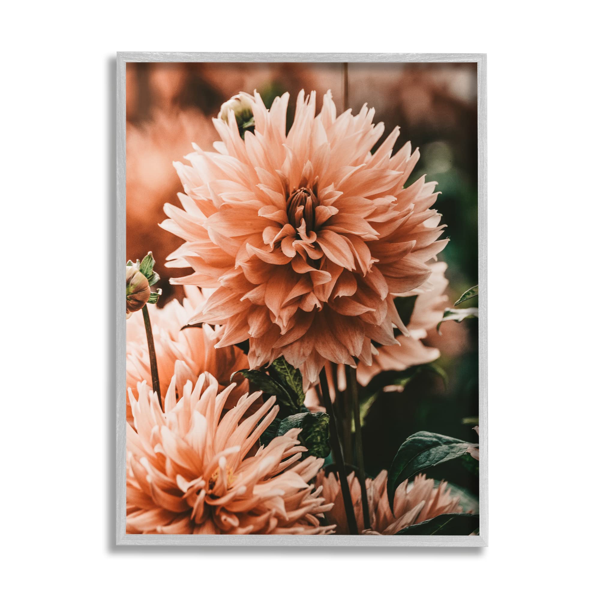 Stupell Industries Wild Pink Dahlias Spring Flowers Closeup Photography Wall Art - Floral Decor for Living Room, Bedroom & Office - Designed by Amy Brinkman