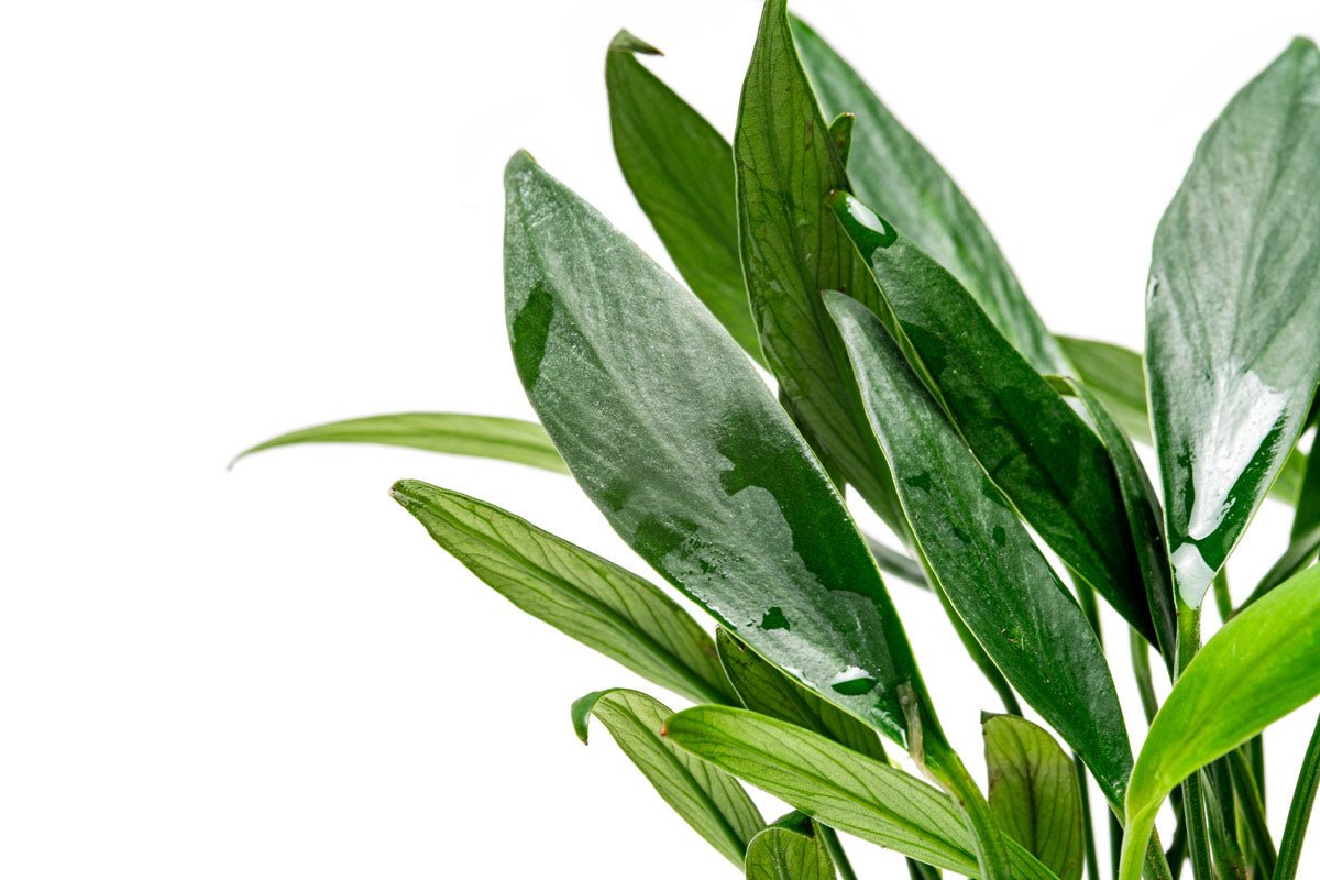 Anubias Congensis Mini Live Aquarium Plant - Easy Low Light Aquatic Plant for Fish Tanks, Aquascaping & Nano Tanks (Perfect for Beginners & Shrimp Tanks)