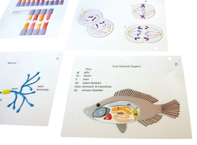 Life Science Tactile Graphics for Blind & Visually Impaired Students - Educational STEM Learning Tools for Biology & Anatomy Classrooms